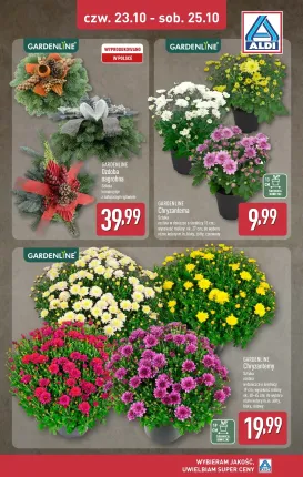 aldi - Gazetka ALDI - Chryzantemy - ważna od 23.10. do 25.10.