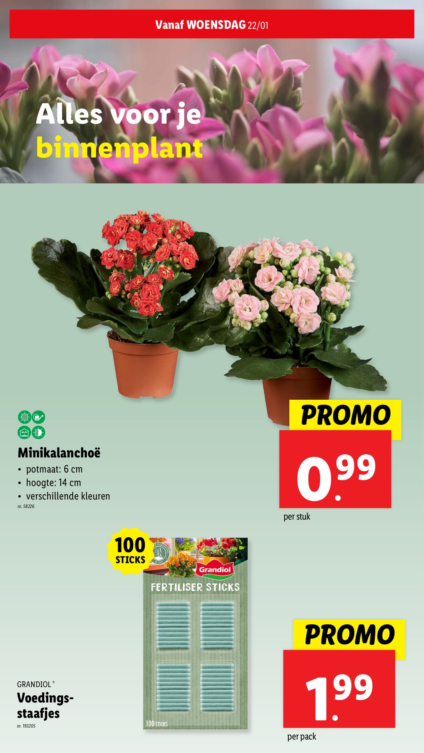 lidl - Lidl folder geldig vanaf 22/01 - 28/01 - page: 31