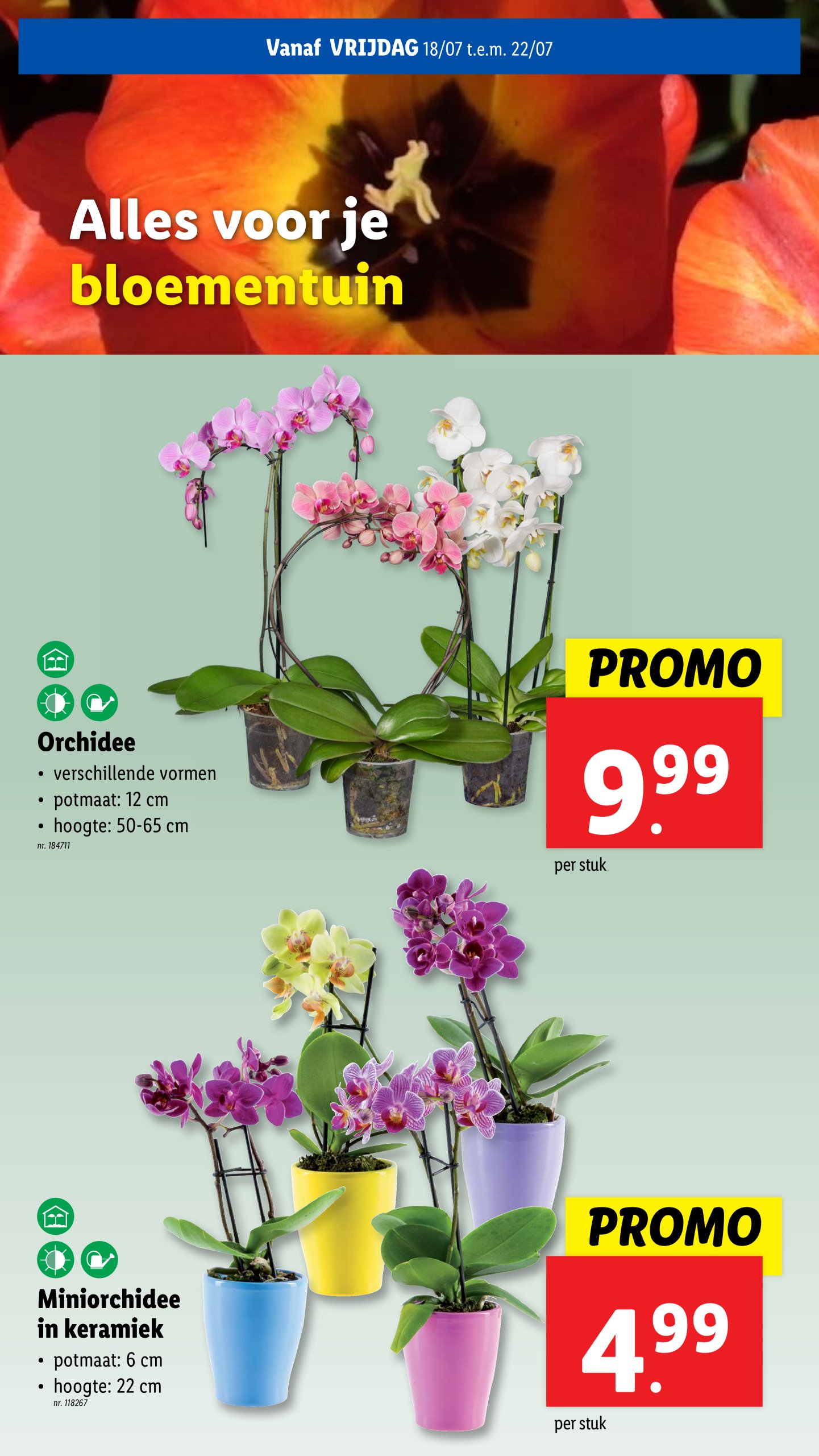 lidl - Lidl folder geldig vanaf 16/07 - 22/07 - page: 59