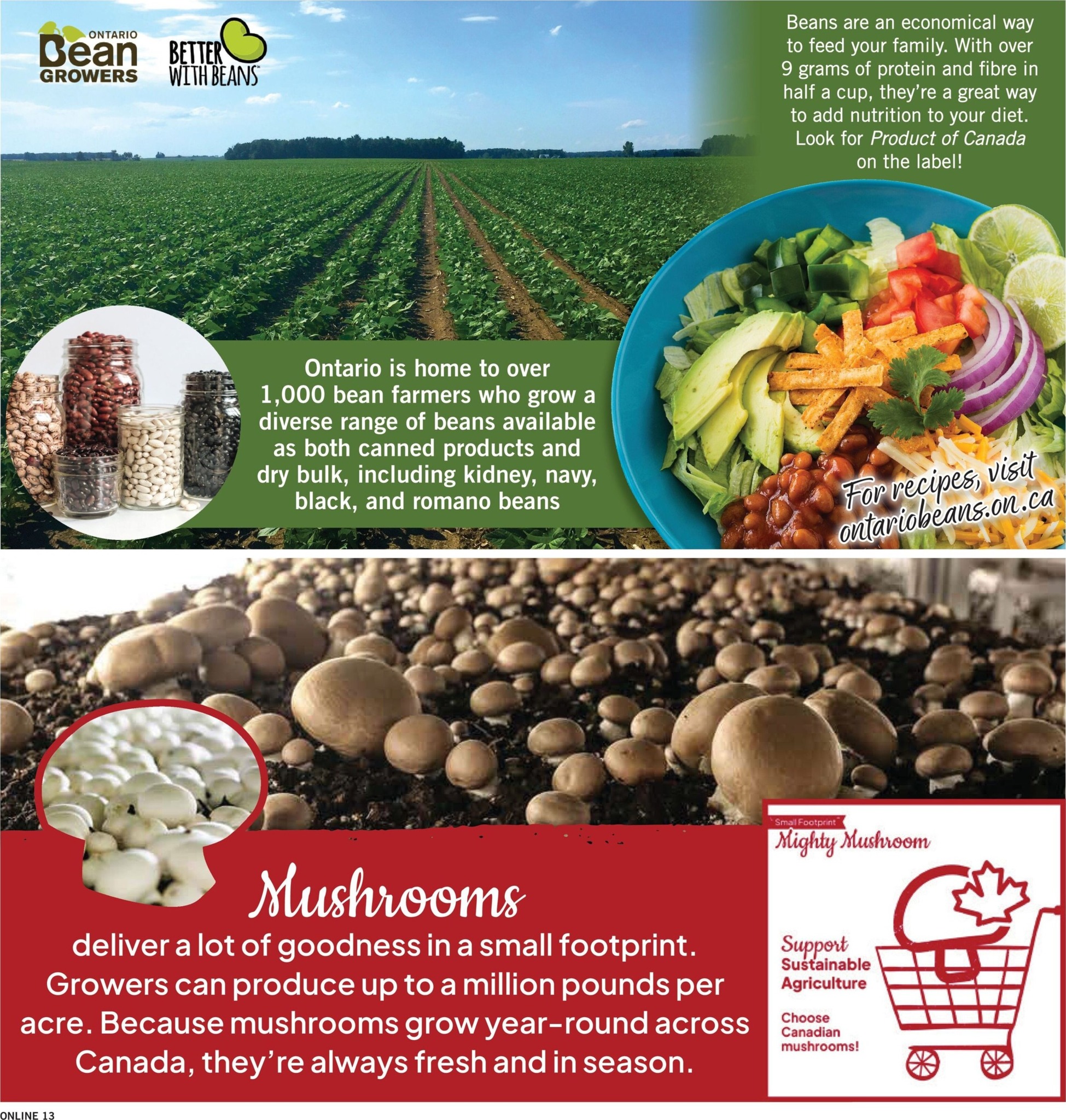 fortinos - New Fortinos Flyer for This Week – 2026-08-06 to 2026-08-12 - page: 13