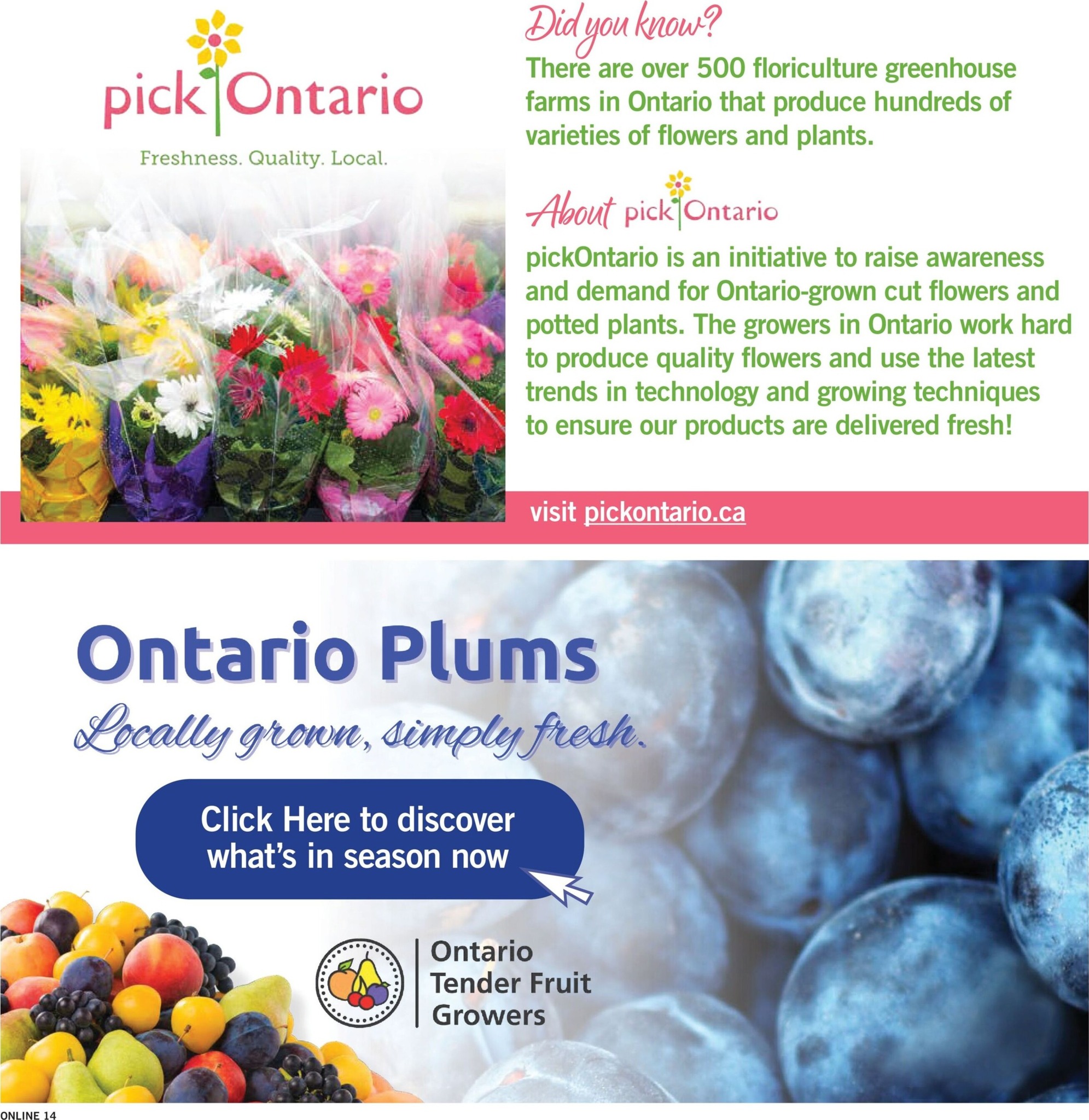 fortinos - New Fortinos Flyer for This Week – 2026-08-13 to 2026-08-19 - page: 13