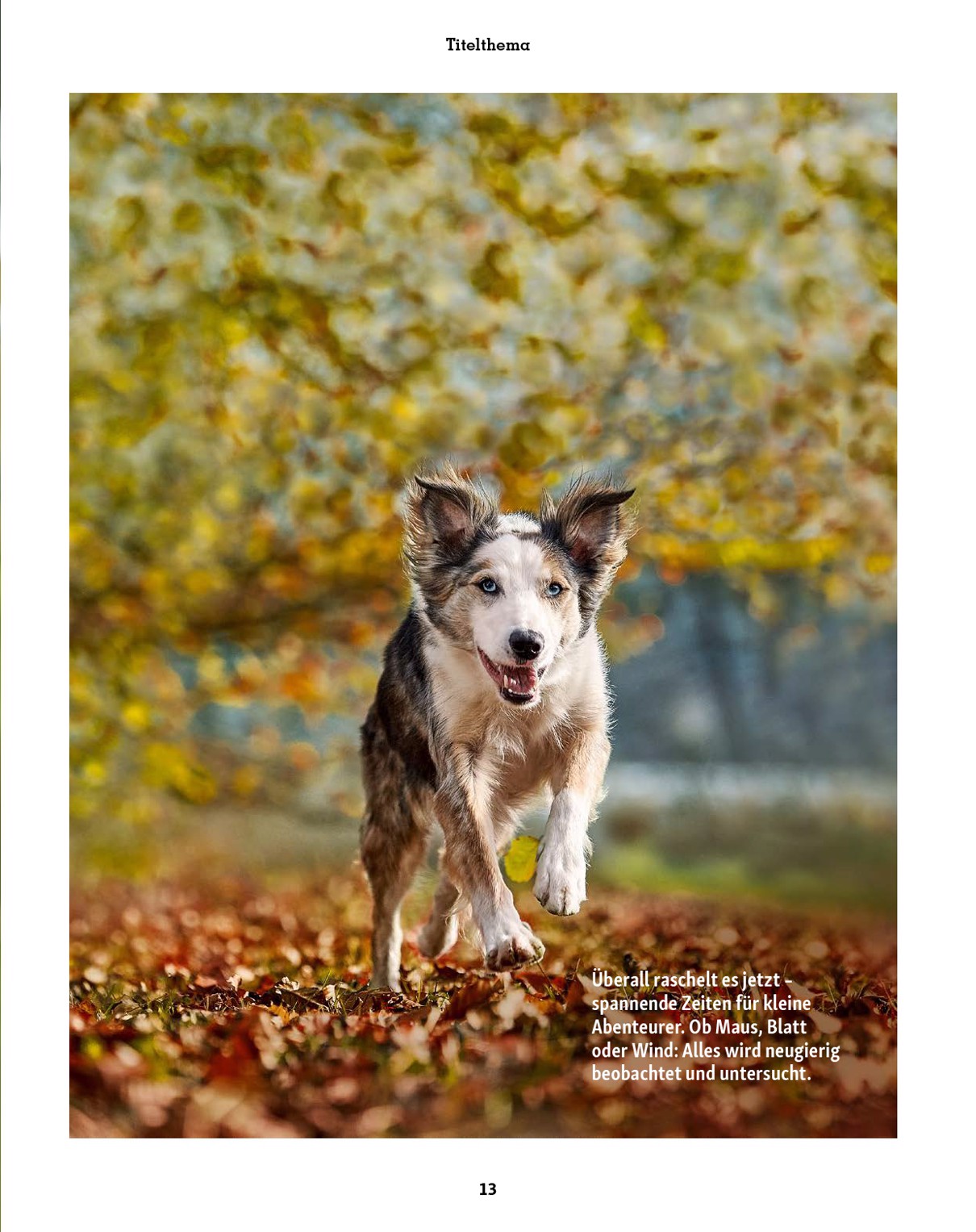 fressnapf - Fressnapf - Friends Magazin-Prospekt gültig vom 01.09. bis 31.10. - page: 13
