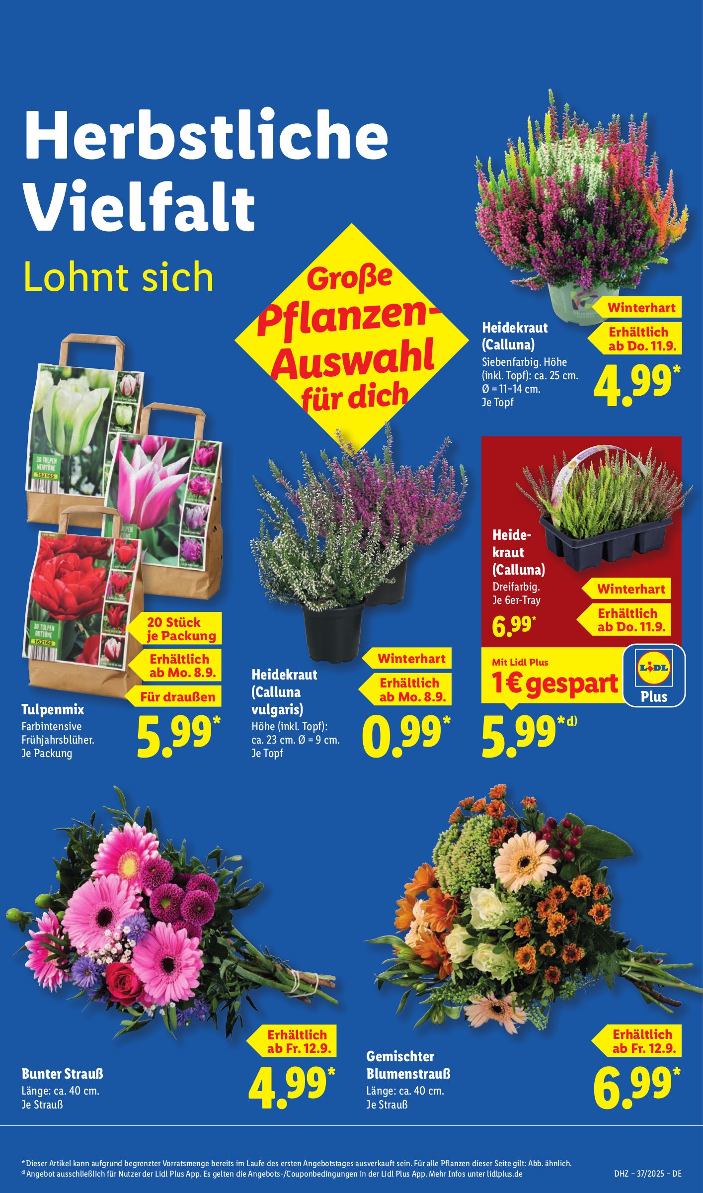 lidl - Lidl-Prospekt gültig vom 08.09. bis 13.09. - page: 9