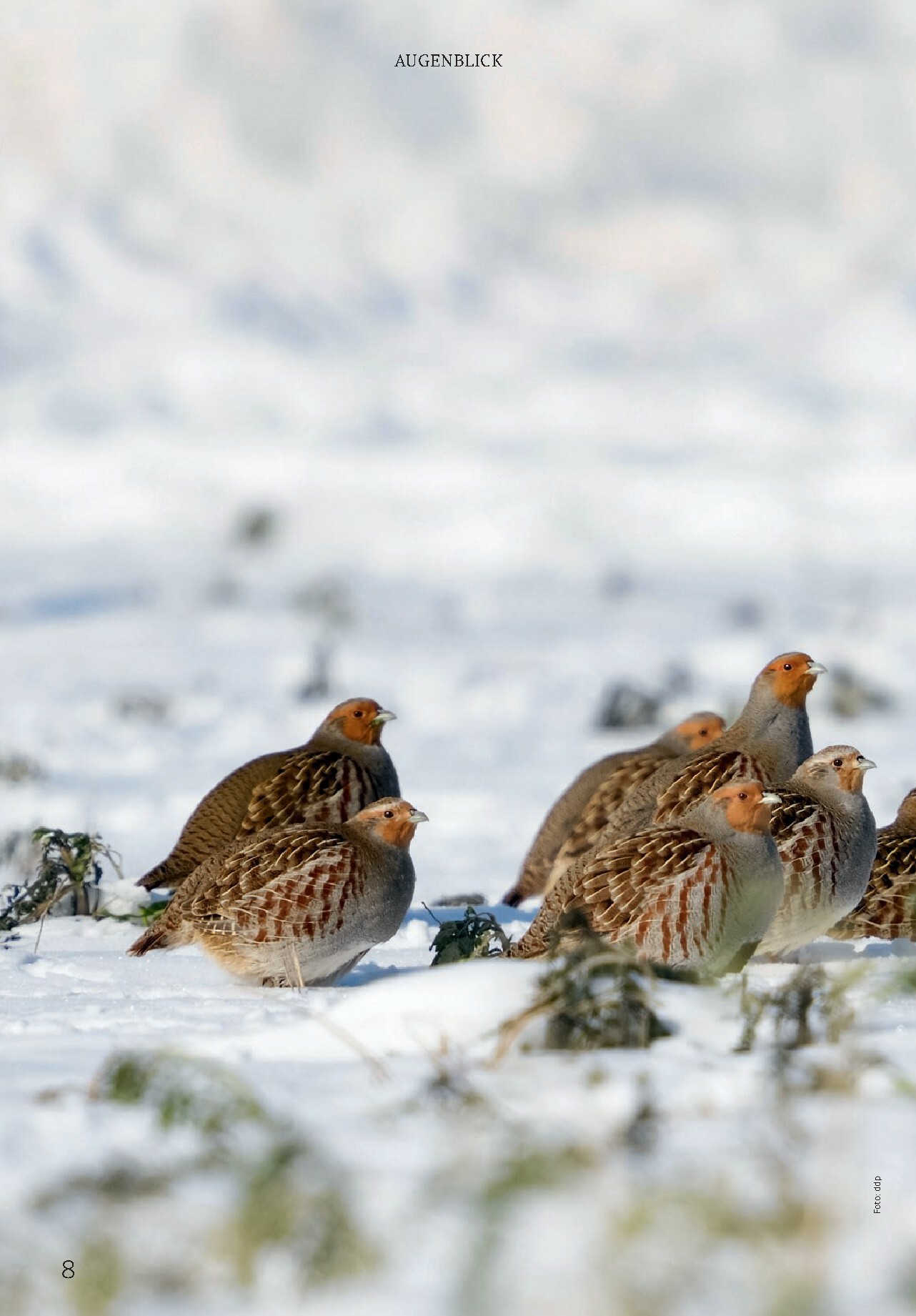 rossmann - ROSSMANN - Centaur-Prospekt gültig vom 01.01. bis 31.01. - page: 8