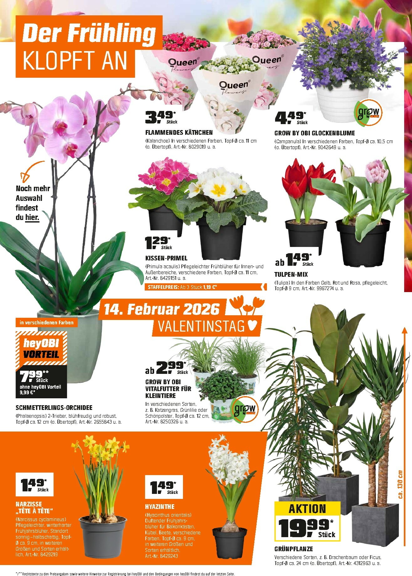 obi - Obi-Prospekt gültig vom 01.02.2026 bis 28.02.2026 - page: 7