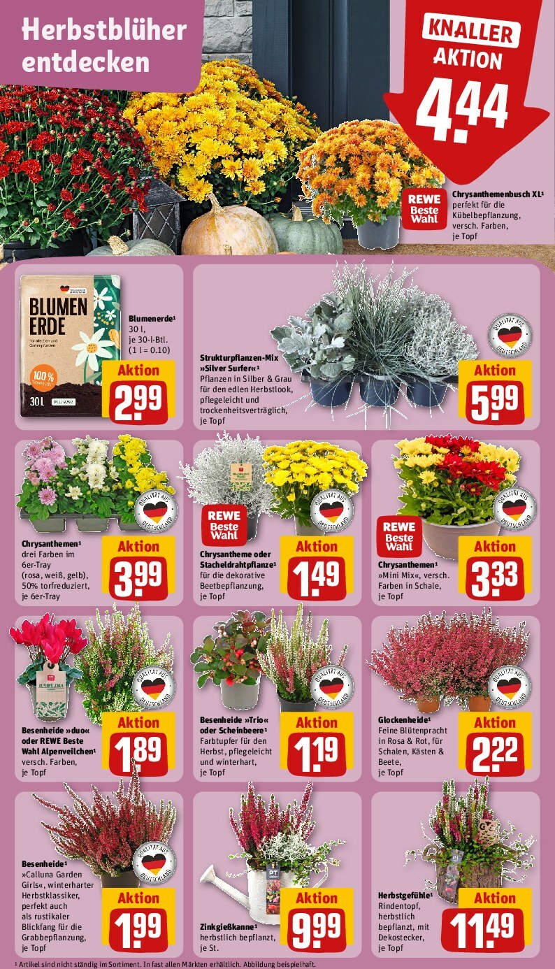 rewe - Rewe-Prospekt gültig vom 15.09. bis 20.09. - page: 7