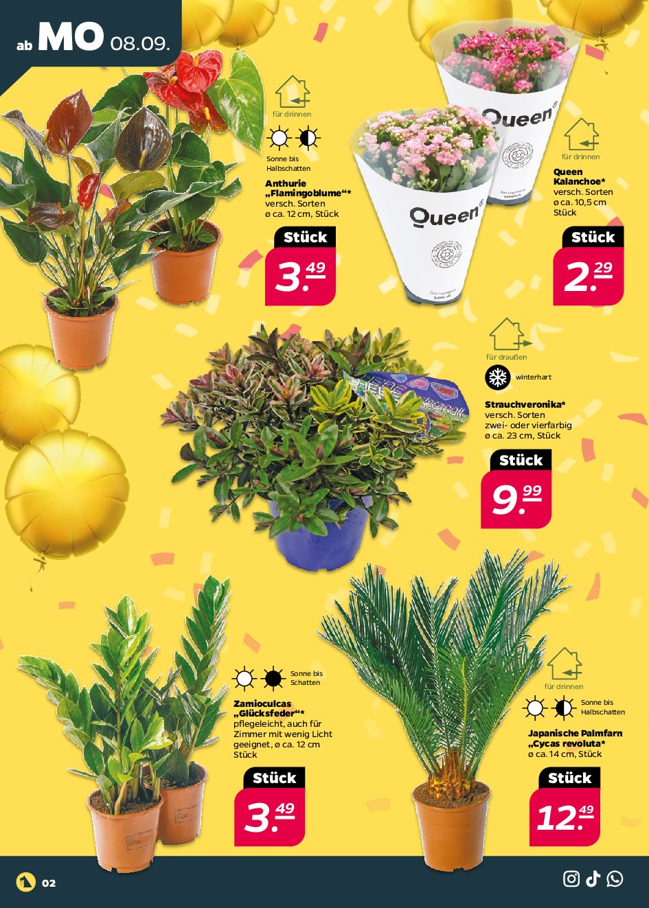 netto - Netto-Prospekt gültig vom 08.09. bis 13.09. - page: 2