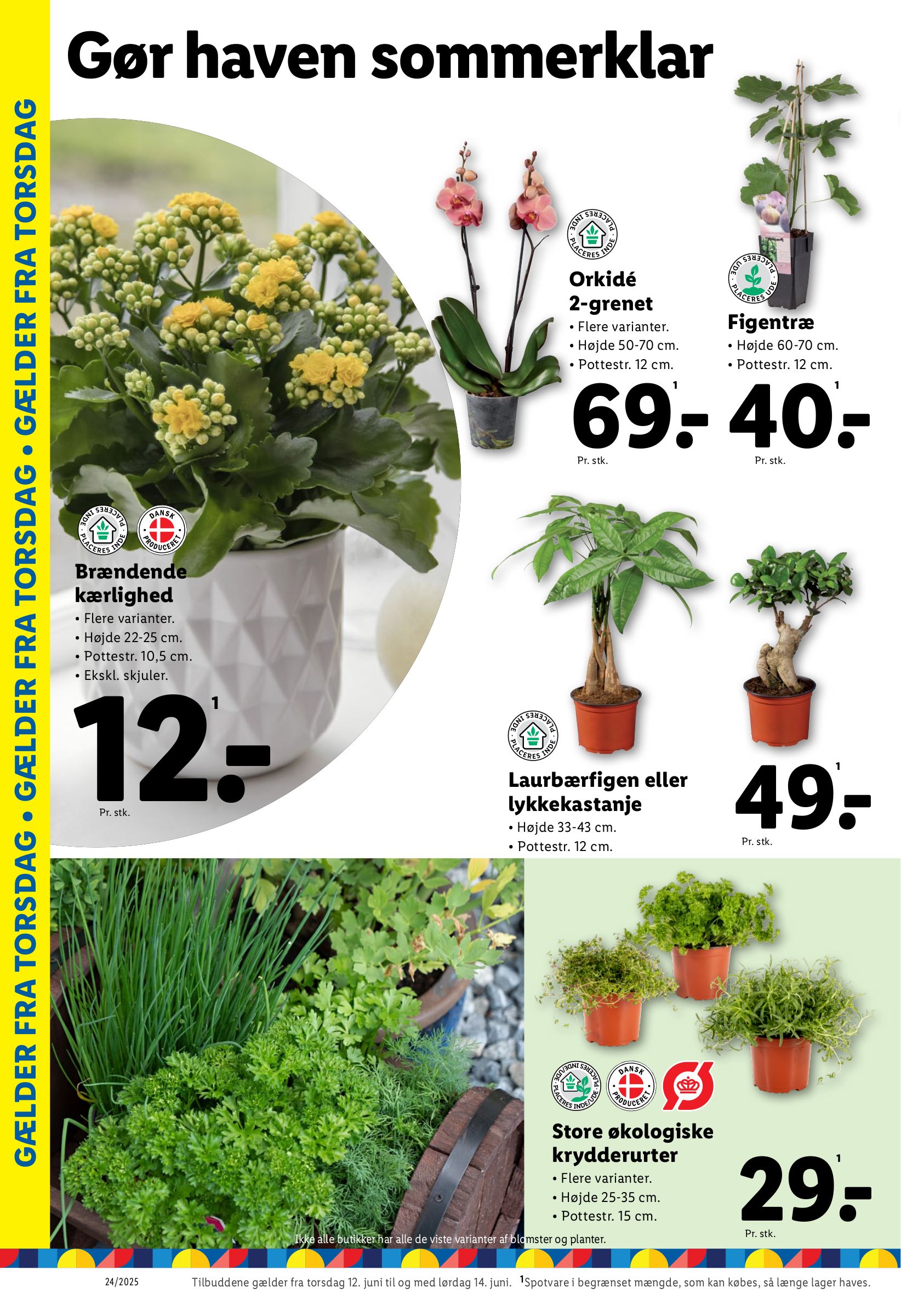 lidl - Lidl tilbudsavis gyldig fra 10.06. til 14.06. - page: 31