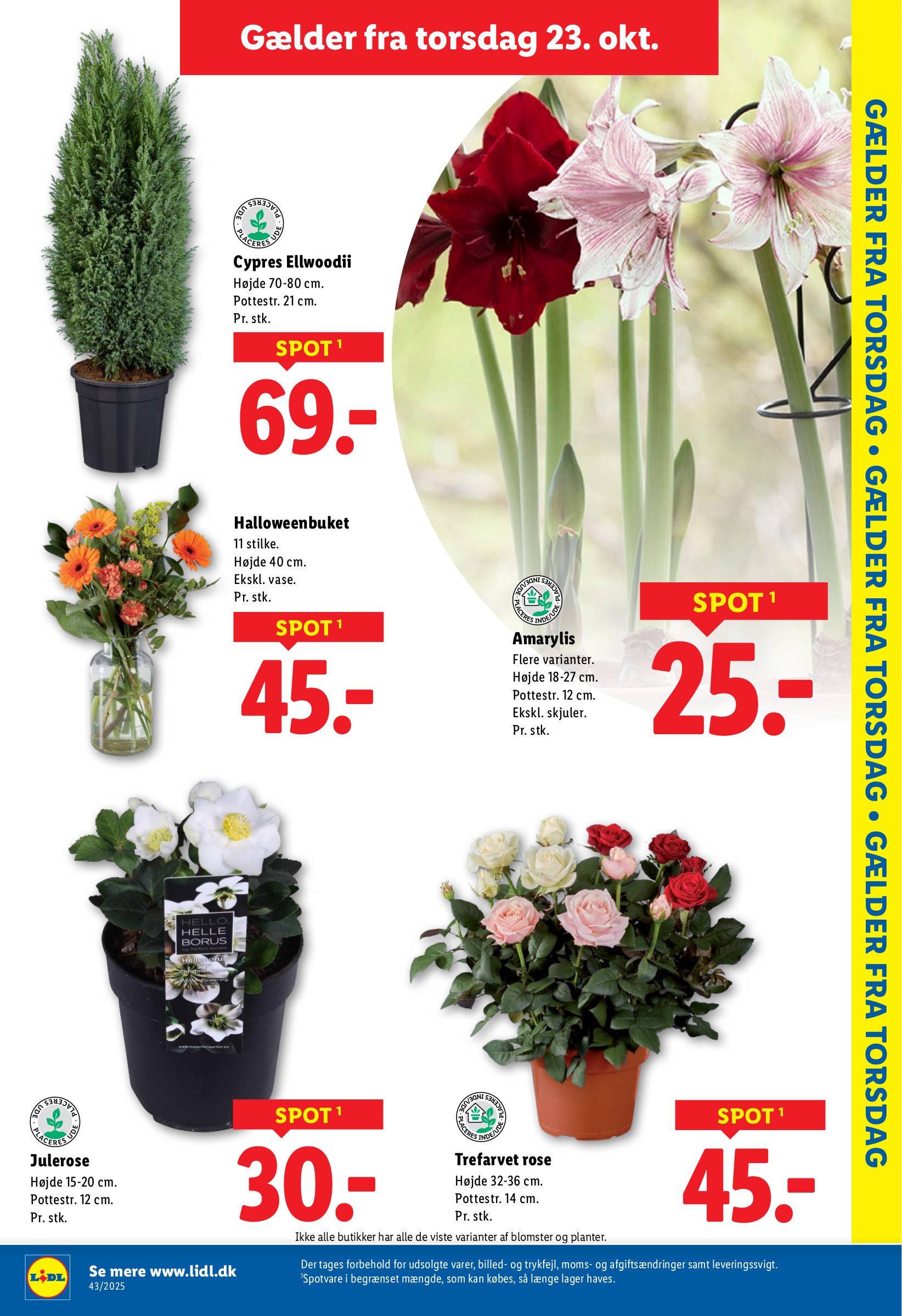 lidl - Lidl tilbudsavis gyldig fra 19.10. til 25.10. - page: 31