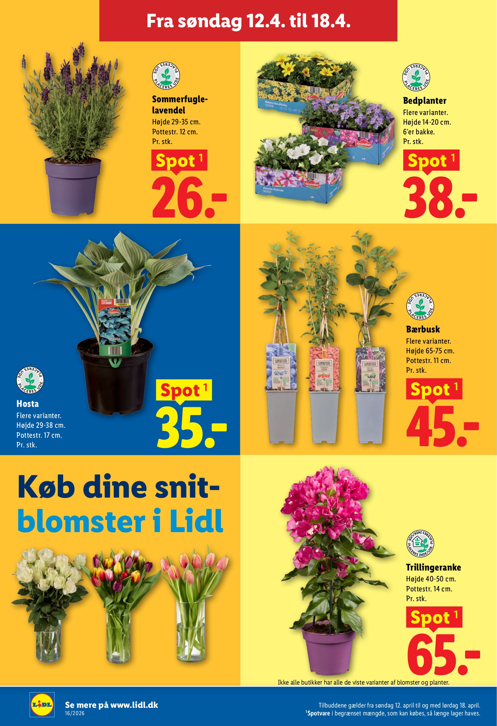 lidl - Lidl flyer til næste uge fra søndag 12.04.2026 til lørdag 18.04.2026 - page: 31