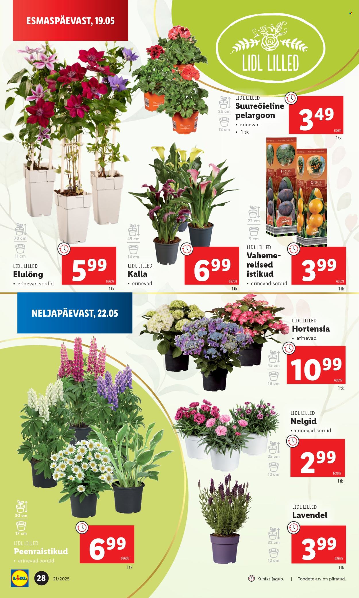 lidl - Lidl kliendileht - Kliendileht (19.05 - 25.05.2025) - page: 28 lidl - Lidl kliendileht - Kliendileht (19.05 - 25.05.2025) - page: 28