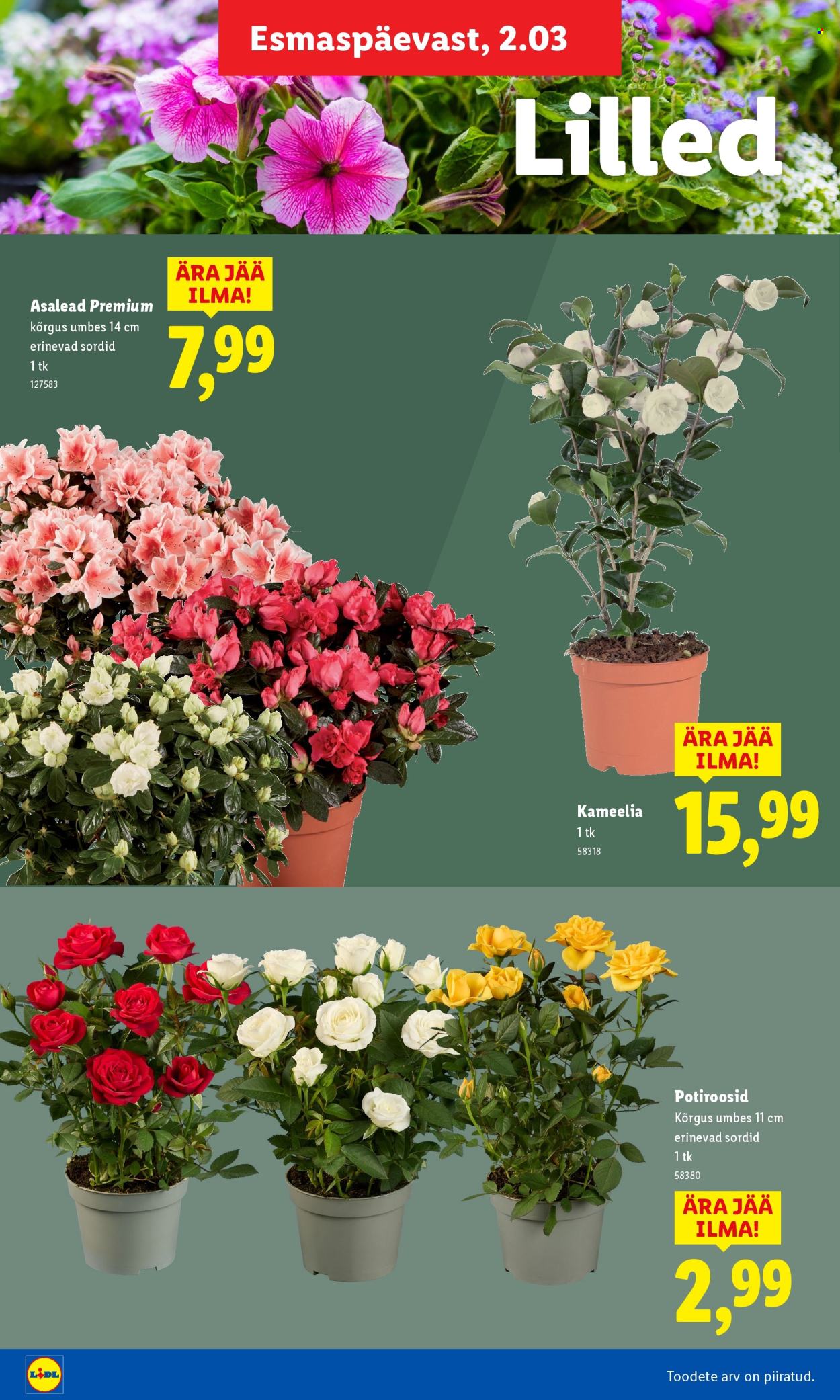 lidl - Lidl kliendileht - Aiakataloog Alates - page: 22