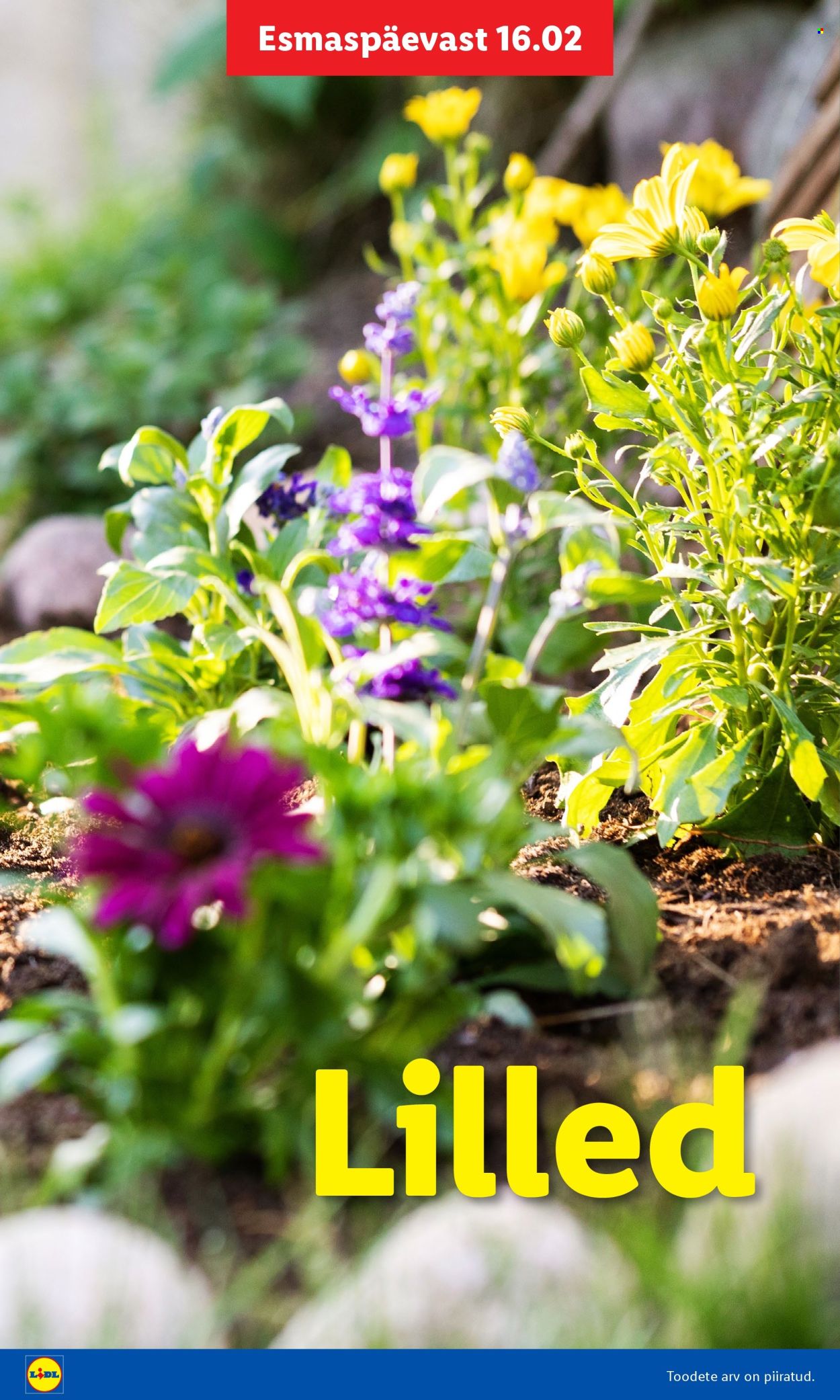 lidl - Lidl kliendileht - Aiakataloog Alates - page: 8