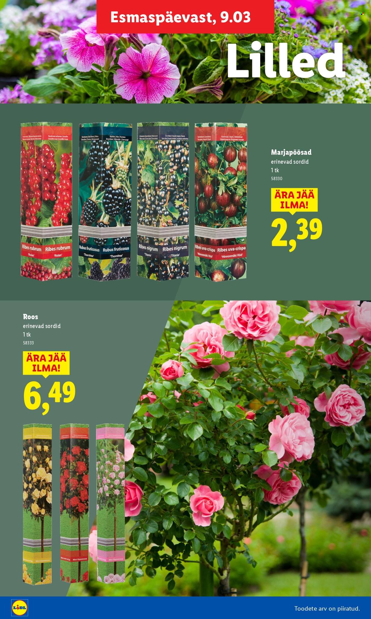 lidl - Lidl kliendileht - Aiakataloog - page: 8