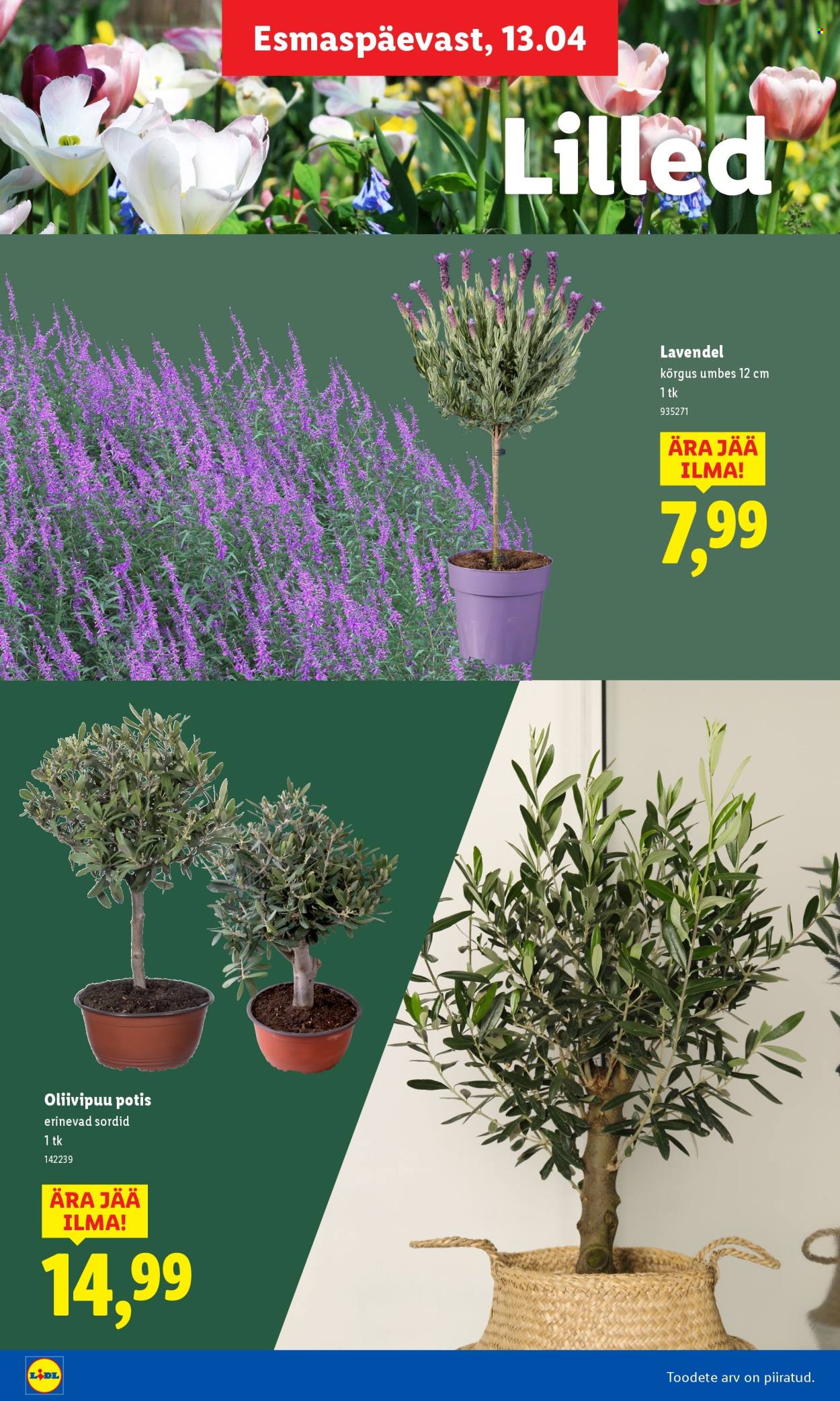 lidl - Lidl kliendileht - Aiakataloog Alates - page: 16