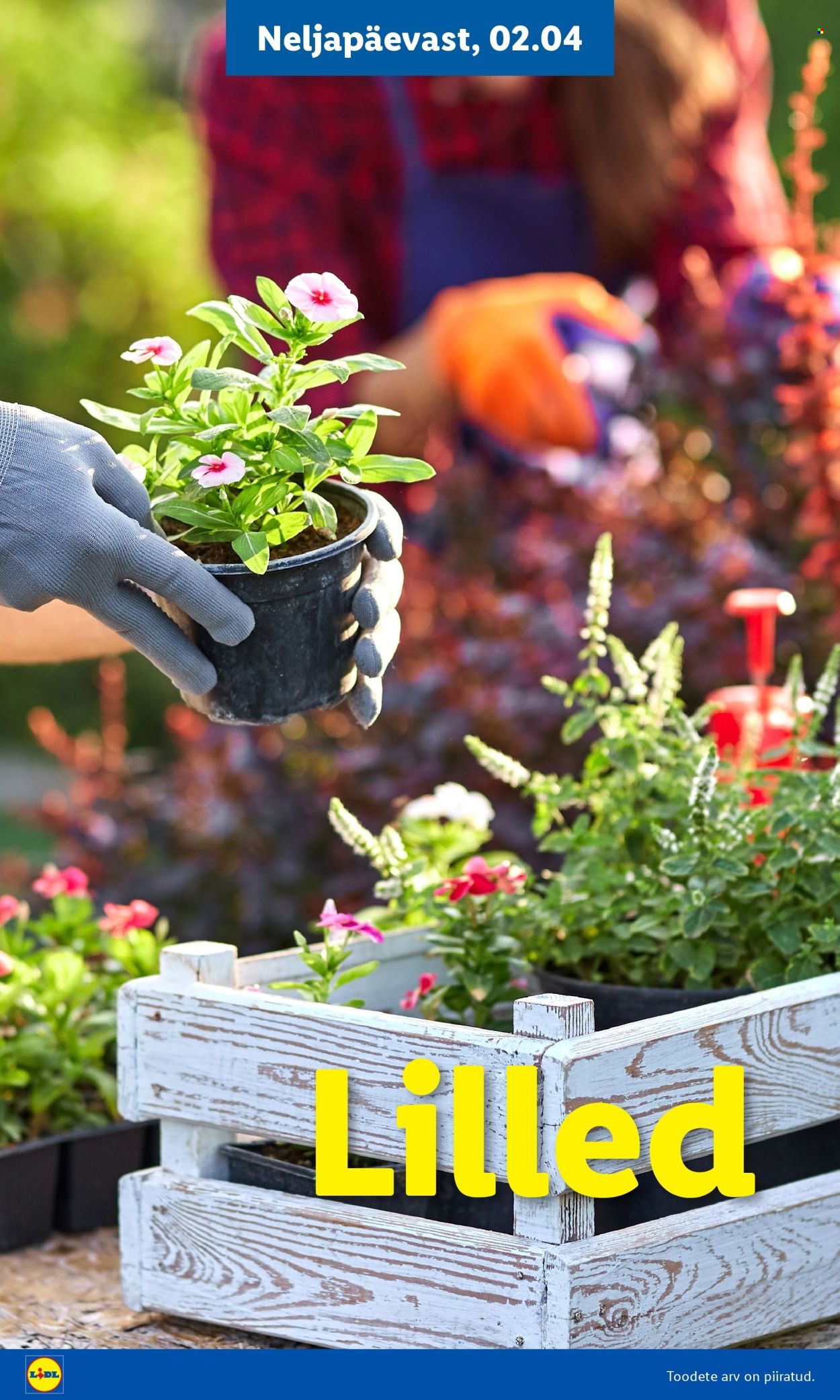 lidl - Lidl kliendileht - Aiakataloog Alates - page: 8