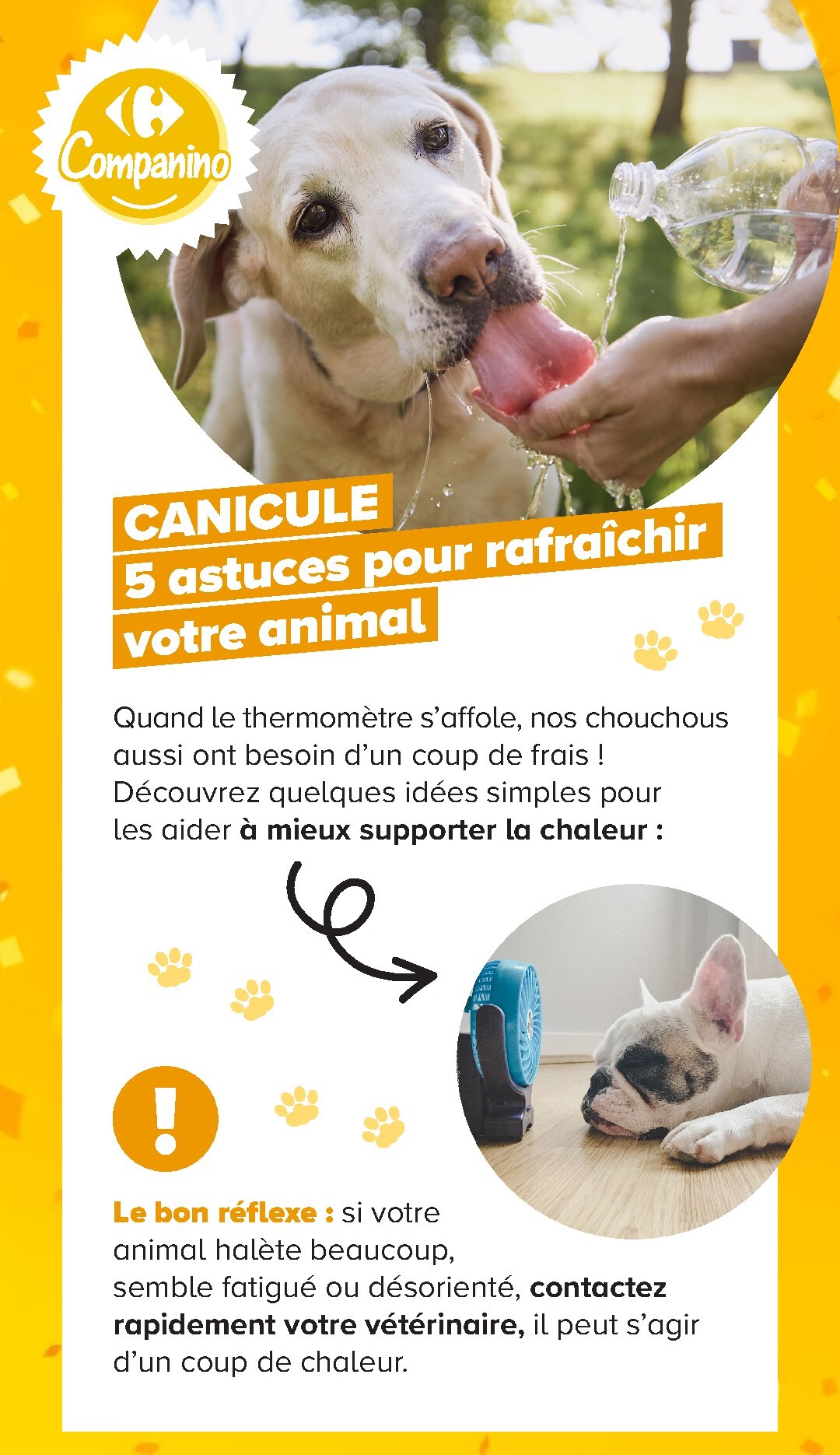 carrefour - Current Carrefour - Découvrez LA Marque Carrefour Companino leaflet valid from du mardi 04/08/2026 to du lundi 07/09/2026 - page: 23