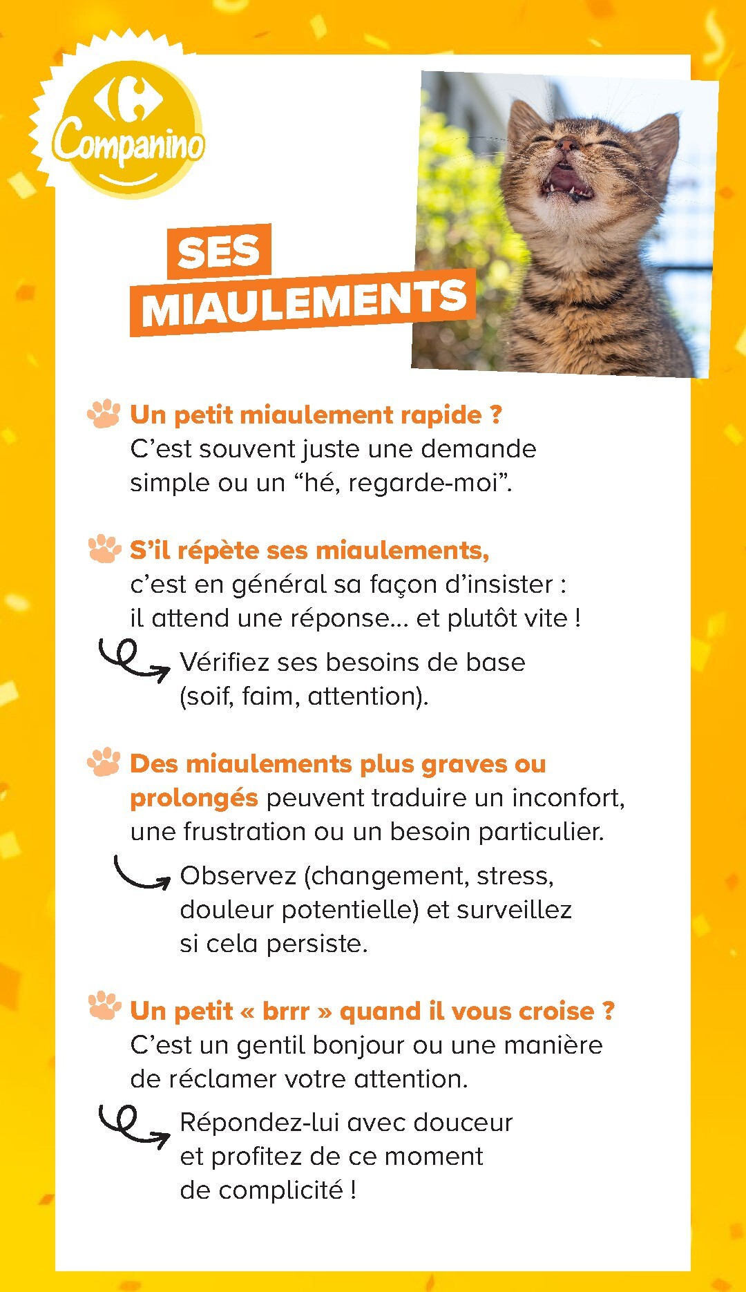 carrefour - Current Carrefour - Découvrez LA Marque Carrefour Companino leaflet valid from du mardi 04/08/2026 to du lundi 07/09/2026 - page: 13