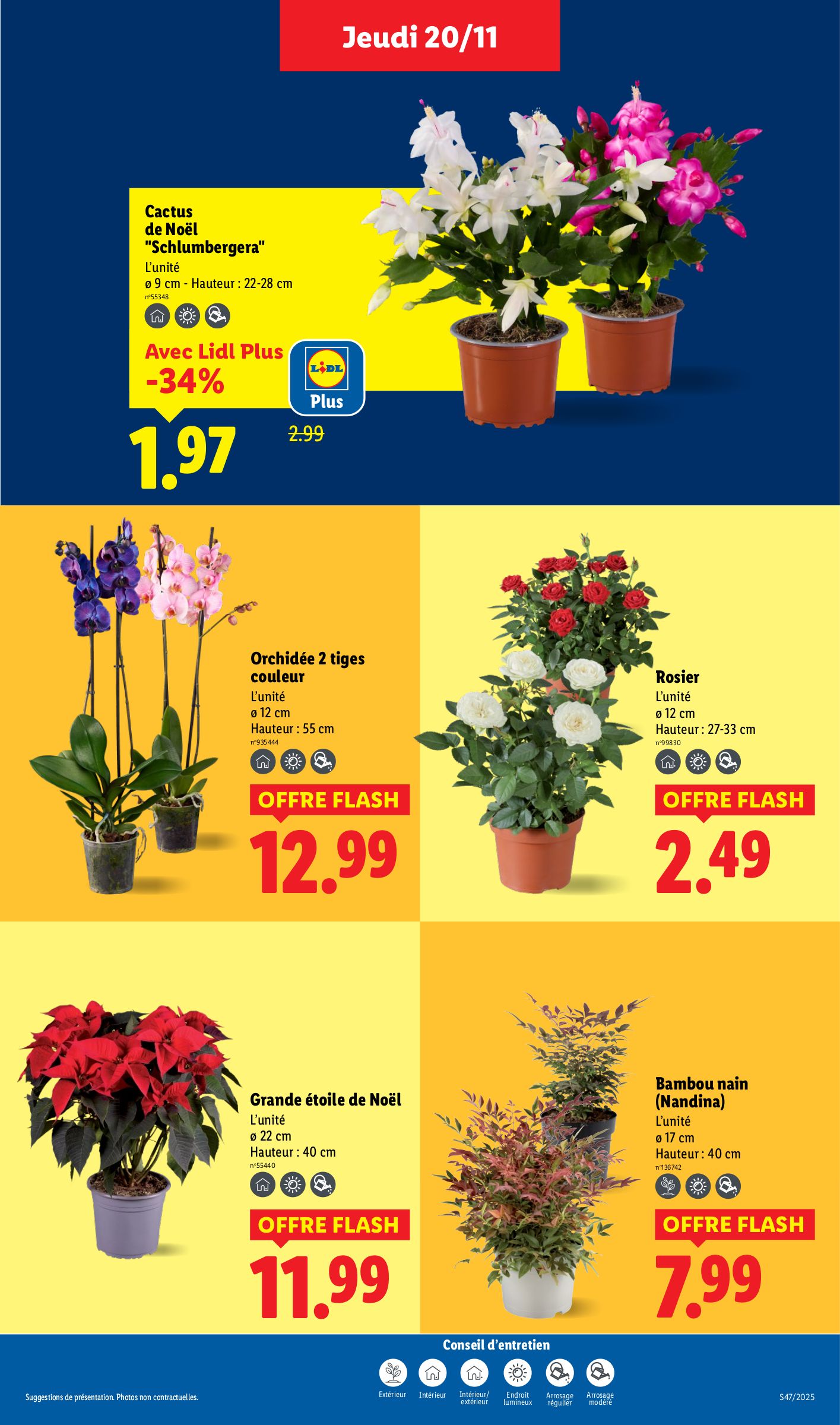 lidl - Catalogue Lidl valable du 20/11 au 26/11 - page: 37