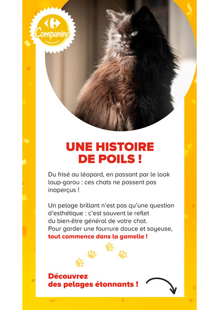 carrefour-market - Current Carrefour Market - Découvrez la Marque Carrefour Companino leaflet valid from du mardi 04/08/2026 to du lundi 07/09/2026 - page: 17