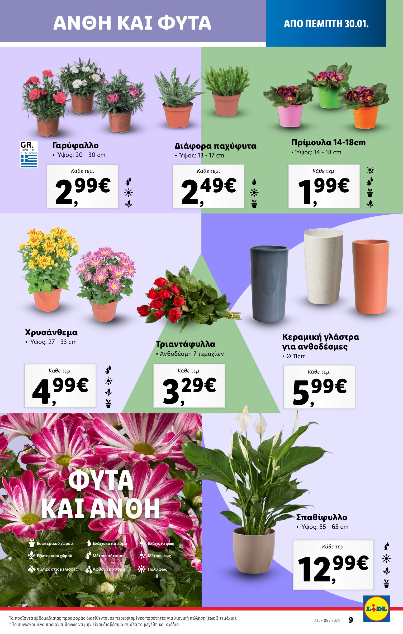 lidl - Lidl φυλλάδιο έγκυρο από 30/01 - 05/02 - page: 37