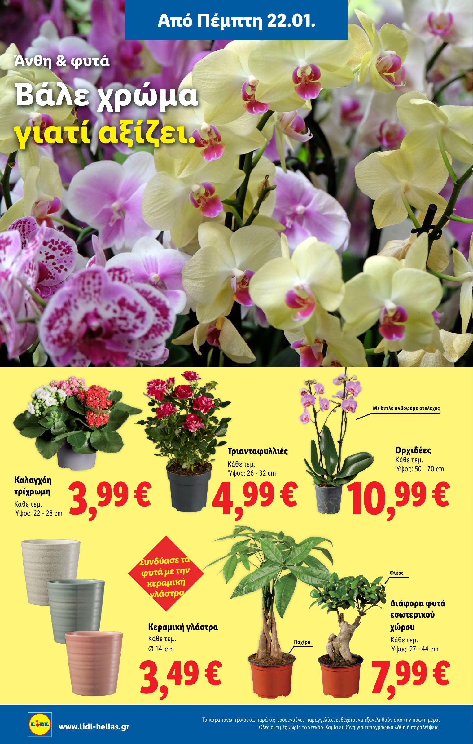 lidl - Lidl φυλλάδιο έγκυρο από 22/01 - 28/01 - page: 36