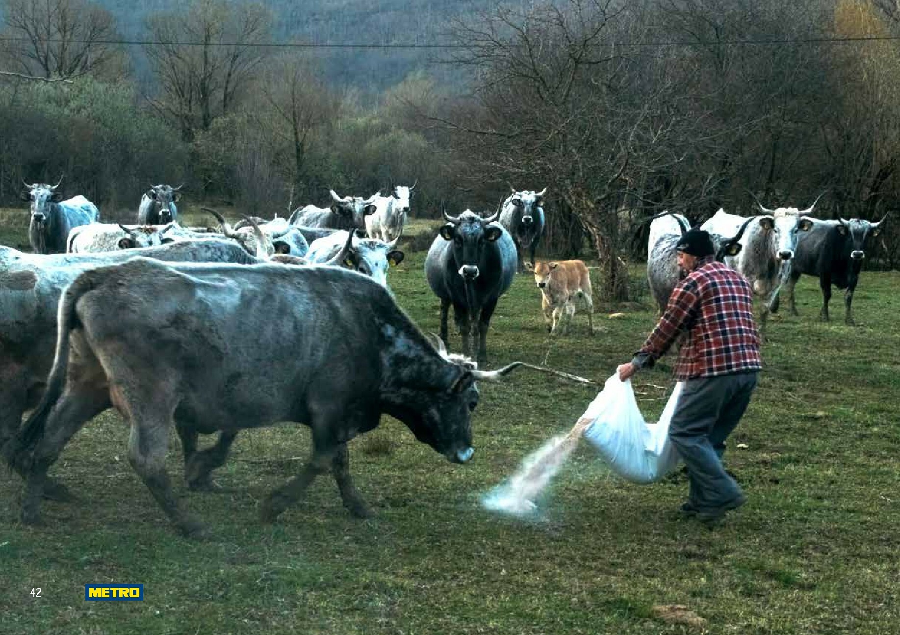 metro - Prelistajte katalog Metro - Stvoren za Hrvatski meni, vrijedi od 01.11. do 31.05. - page: 42