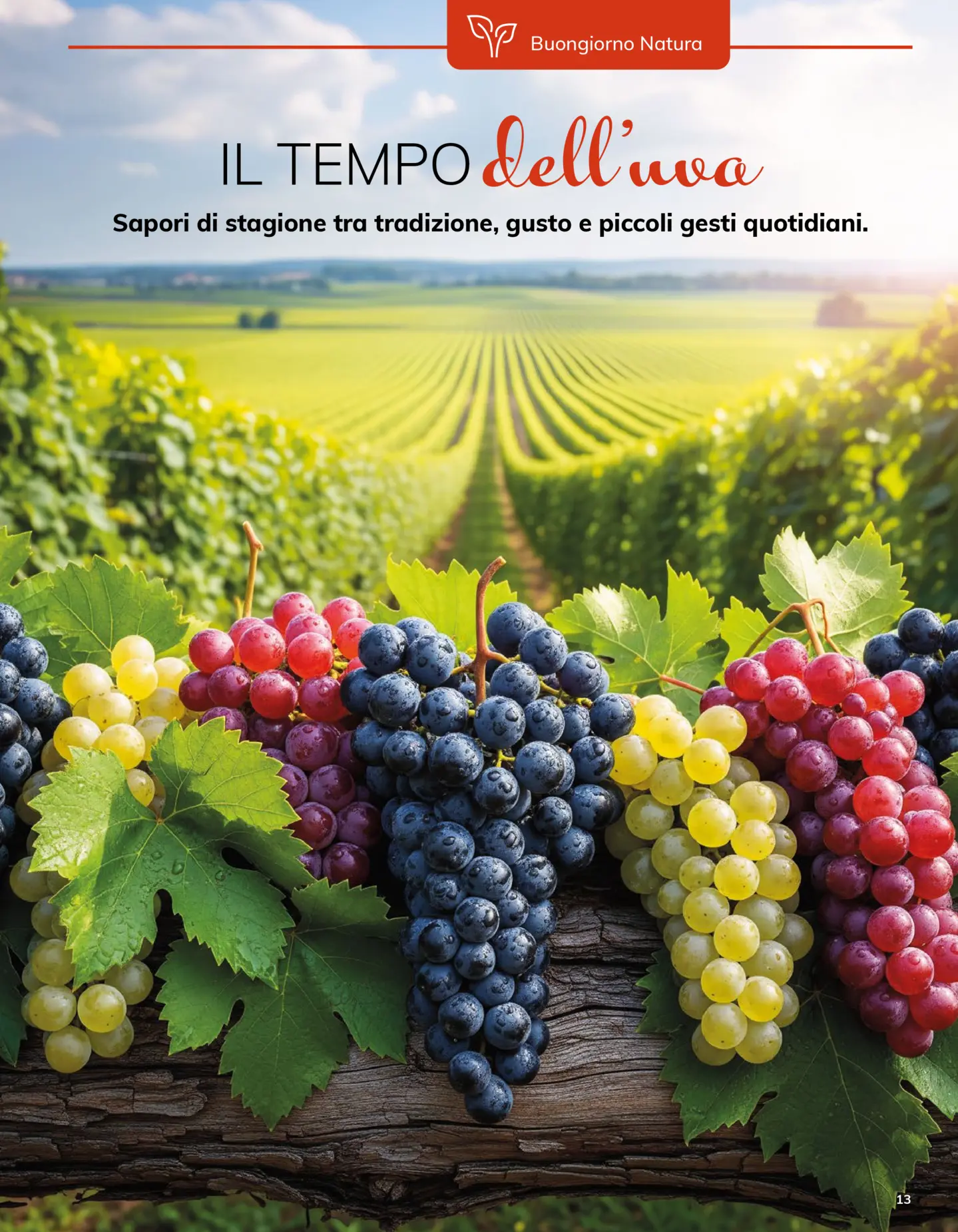 basko - Volantino Basko - Buongiorno Settembre valido dal 01/09 al 30/09 - page: 13 basko - Volantino Basko - Buongiorno Settembre valido dal 01/09 al 30/09 - page: 13