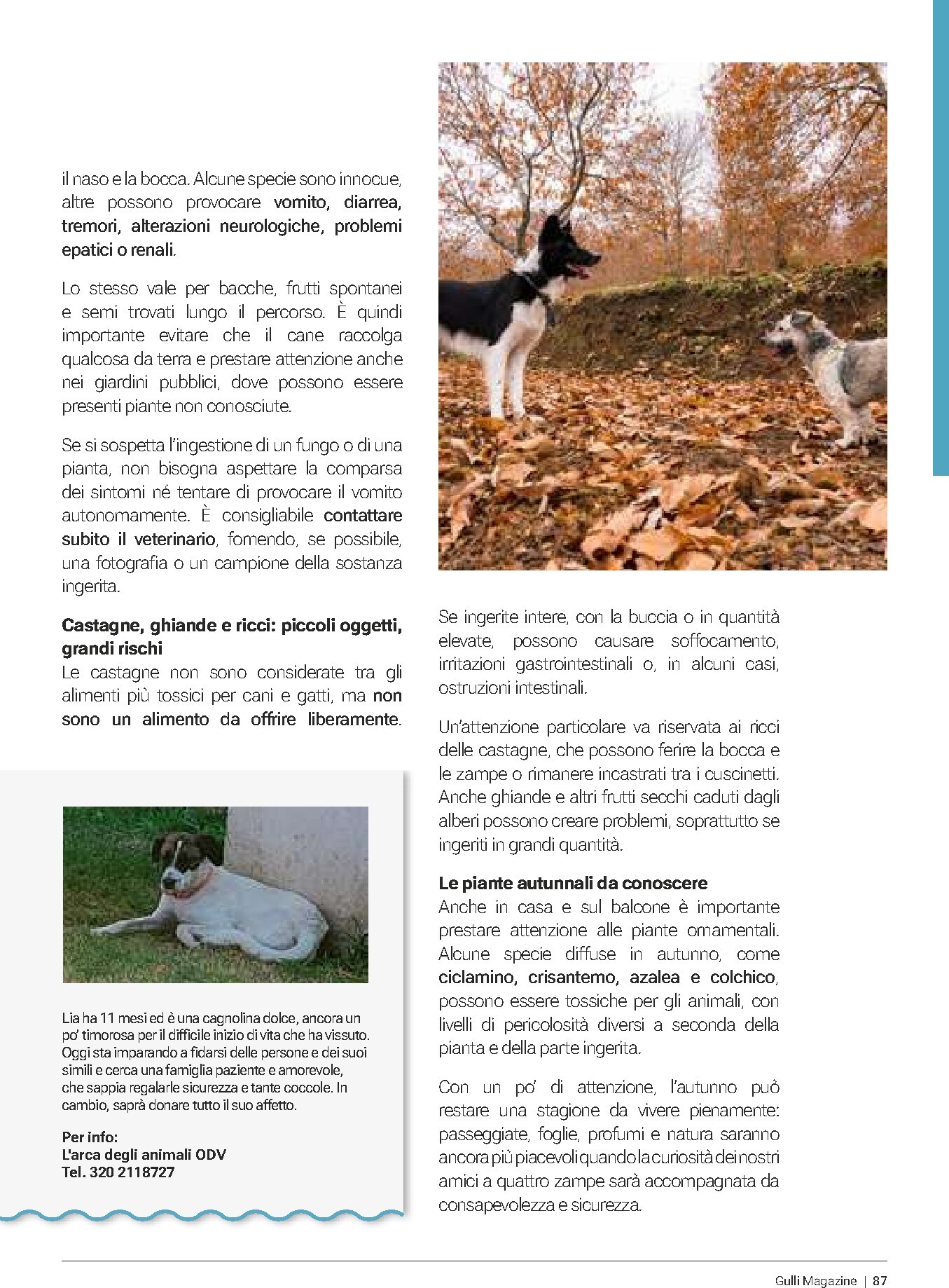 gulliver - Volantino attuale di Gulliver - Gulli Ottobre valido dal giovedì 01/10/2026 al sabato 31/10/2026 - page: 87