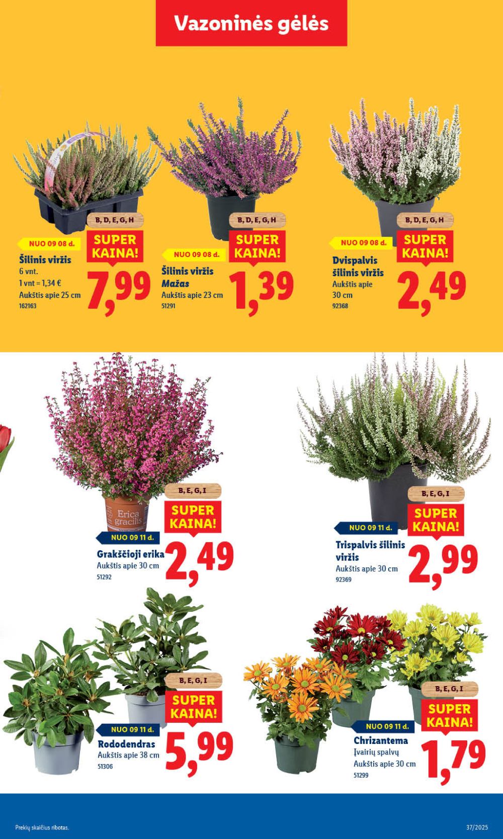 lidl - LIDL - Maisto prekių pasiūlymai (2025 09 08 - 2025 09 14) - page: 41 lidl - LIDL - Maisto prekių pasiūlymai (2025 09 08 - 2025 09 14) - page: 41