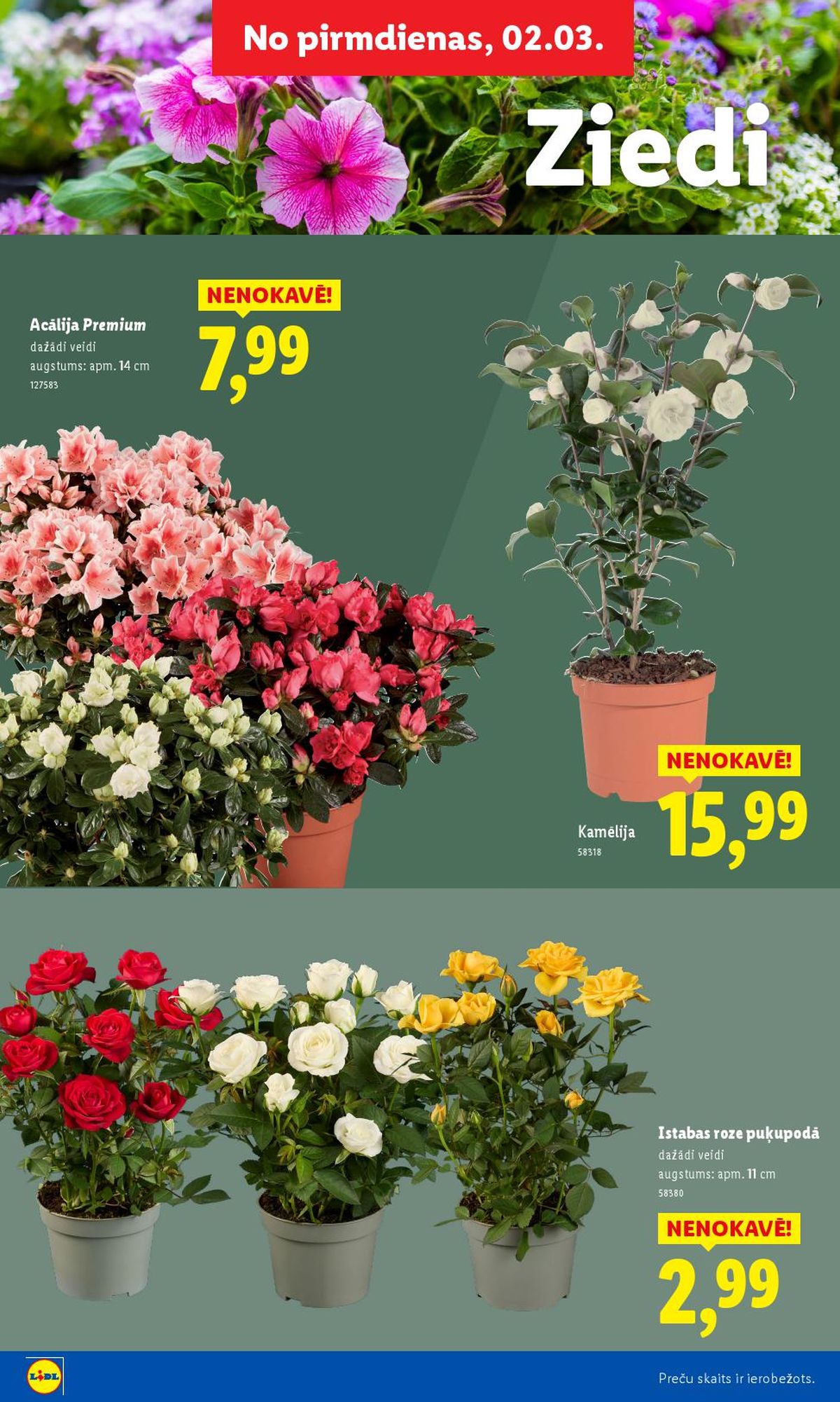 lidl - LIDL - Lai dārzs zaļo! (16.02.2026 - ) - page: 22