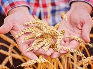 Declining cereal prices provoke dissatisfaction among European farmers due to the influx of inexpensive imports