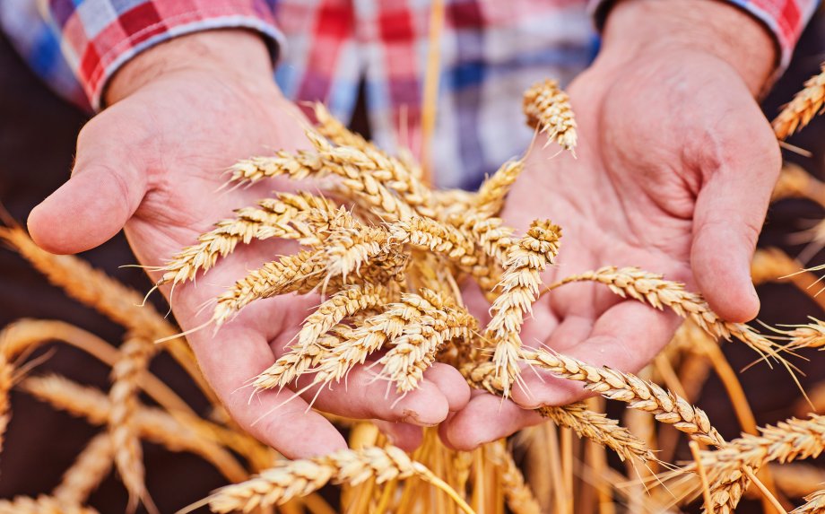 Declining cereal prices provoke dissatisfaction among European farmers