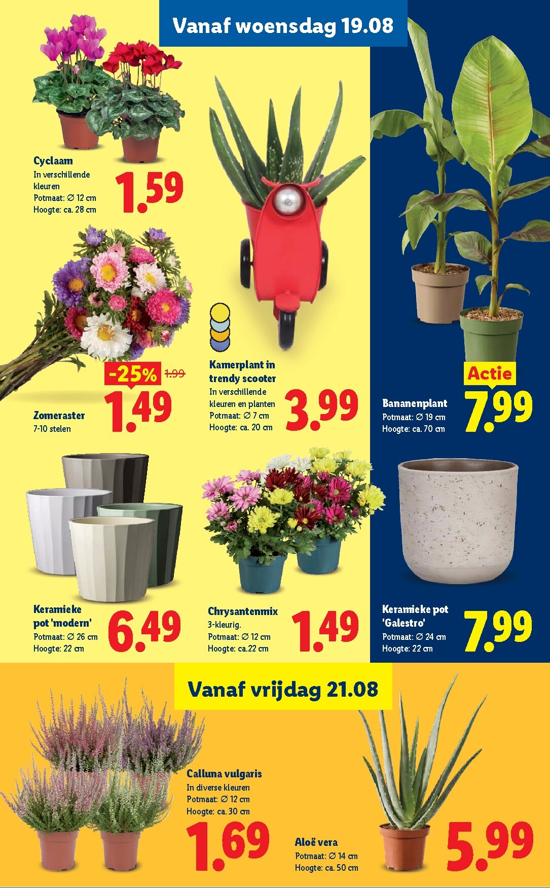 lidl - Lidl folder voor volgende week van maandag 17-08-2026 tot zondag 23-08-2026 - page: 17