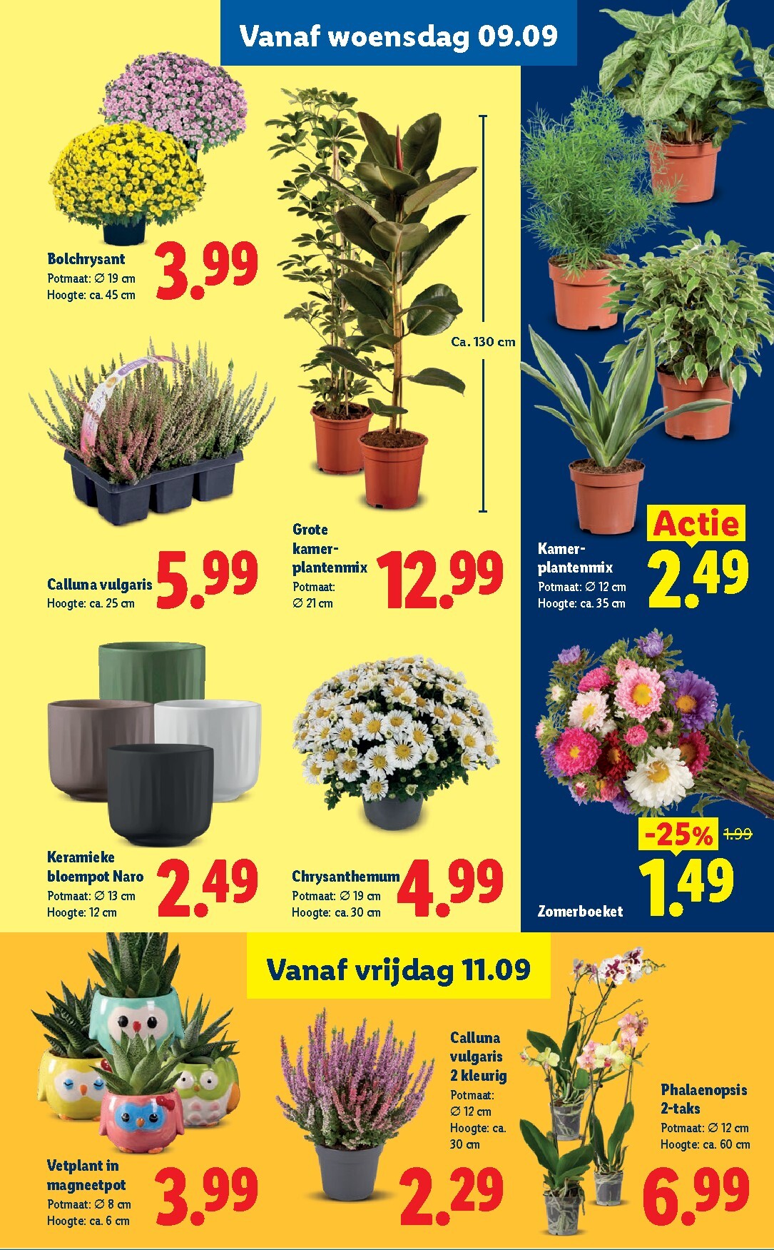 lidl - Lidl folder voor volgende week van maandag 07-09-2026 tot zondag 13-09-2026 - page: 36