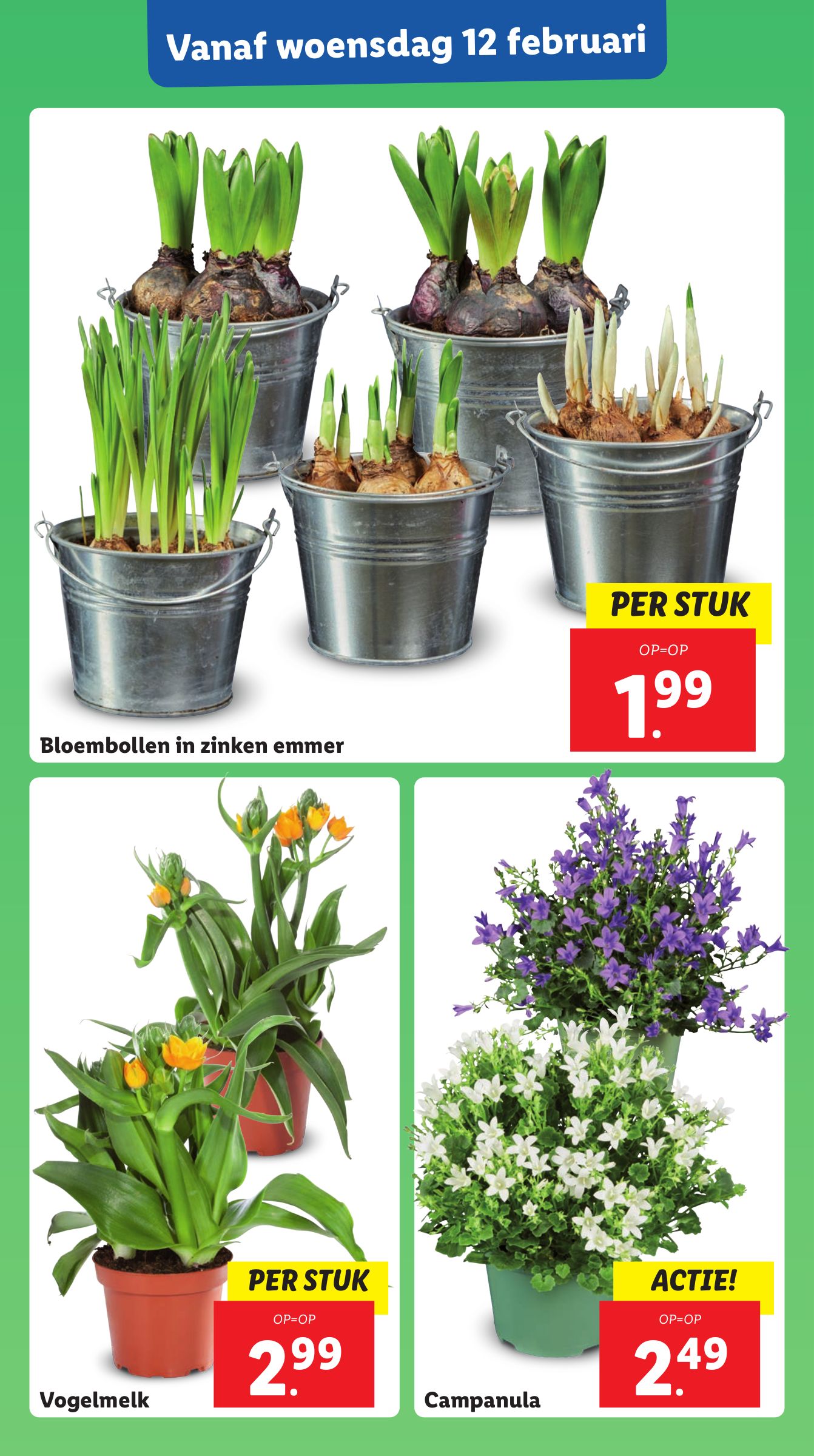 lidl - Lidl folder geldig vanaf 10-02 t/m 16-02 - page: 24