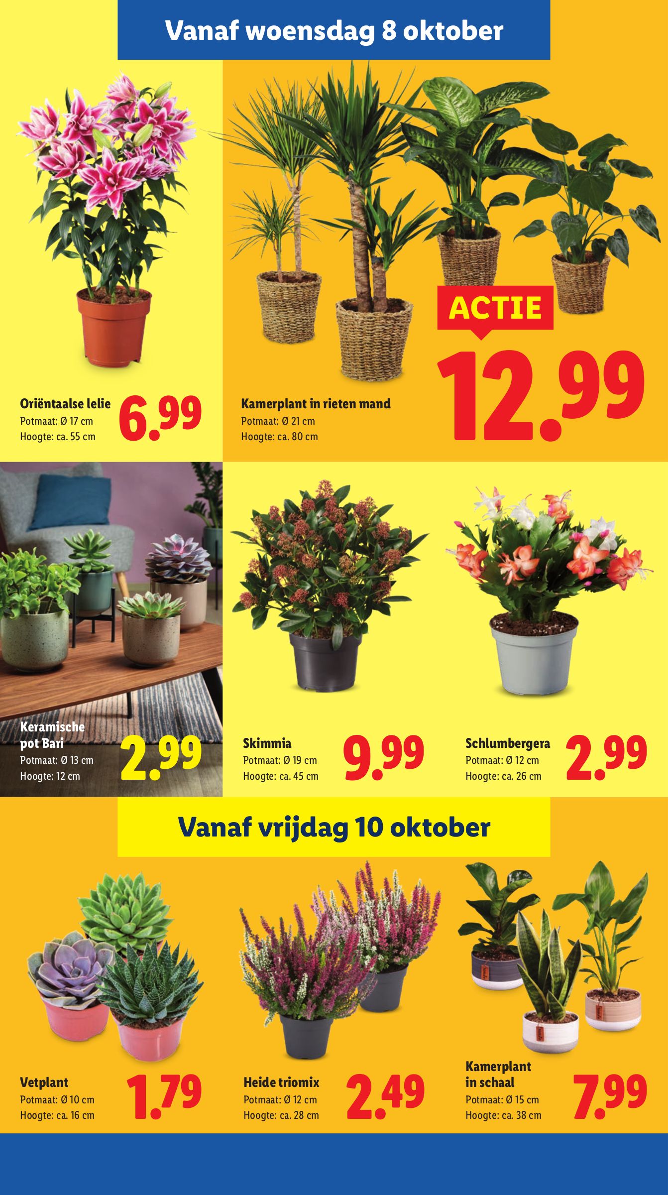 lidl - Lidl folder geldig vanaf 06-10 t/m 12-10 - page: 36 lidl - Lidl folder geldig vanaf 06-10 t/m 12-10 - page: 36
