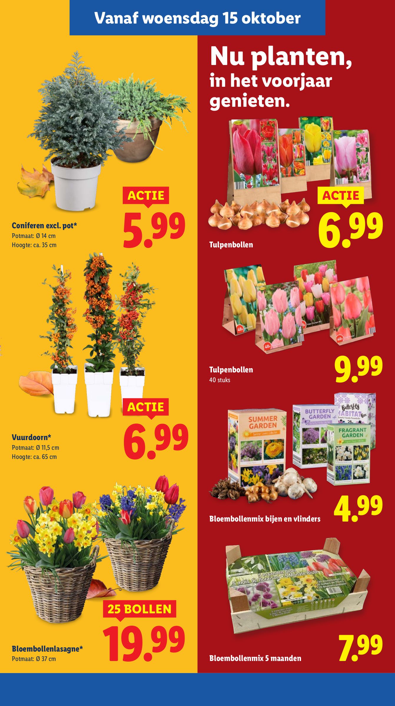 lidl - Lidl folder geldig vanaf 13-10 t/m 19-10 - page: 31