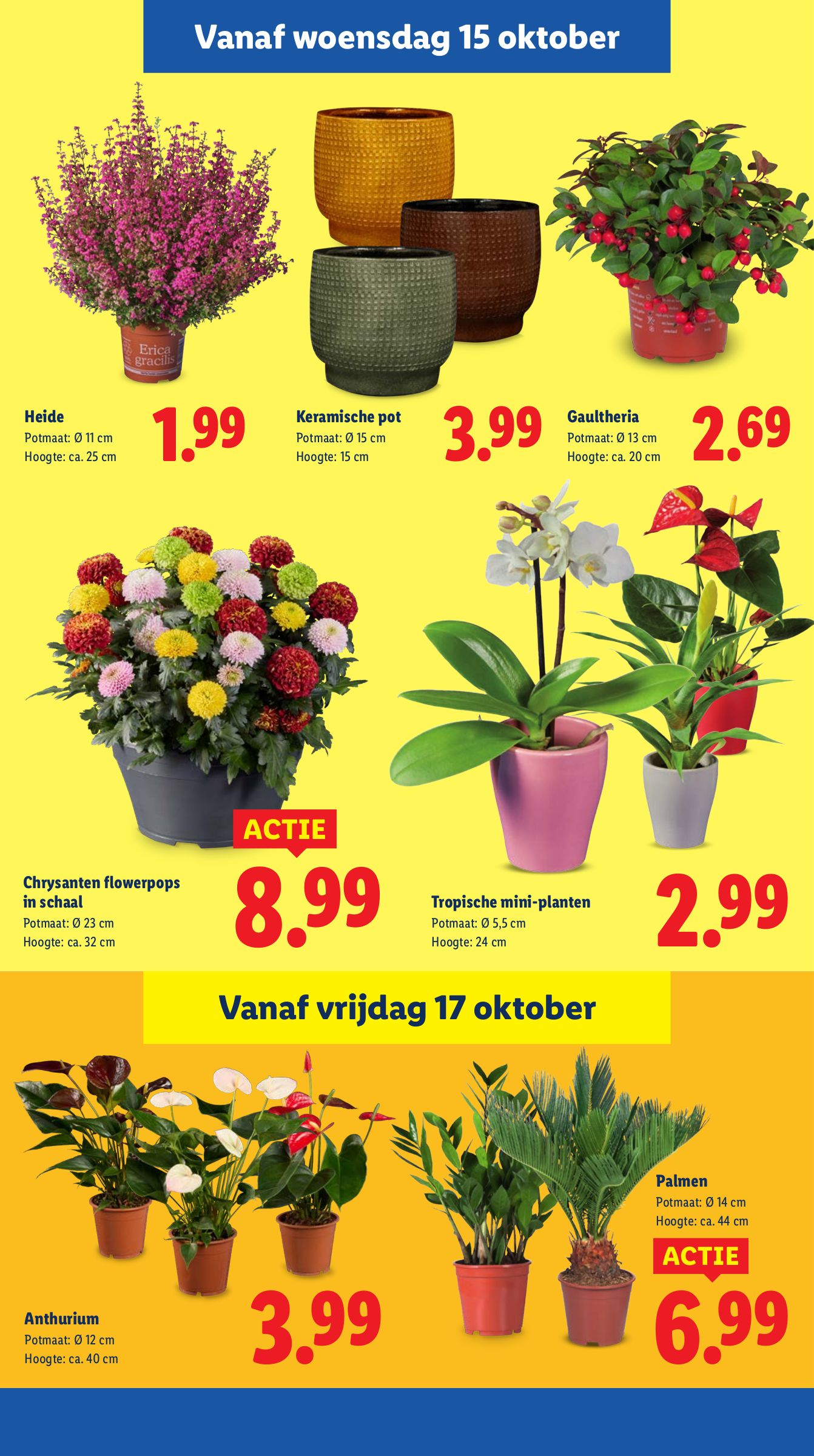 lidl - Lidl folder geldig vanaf 13-10 t/m 19-10 - page: 29