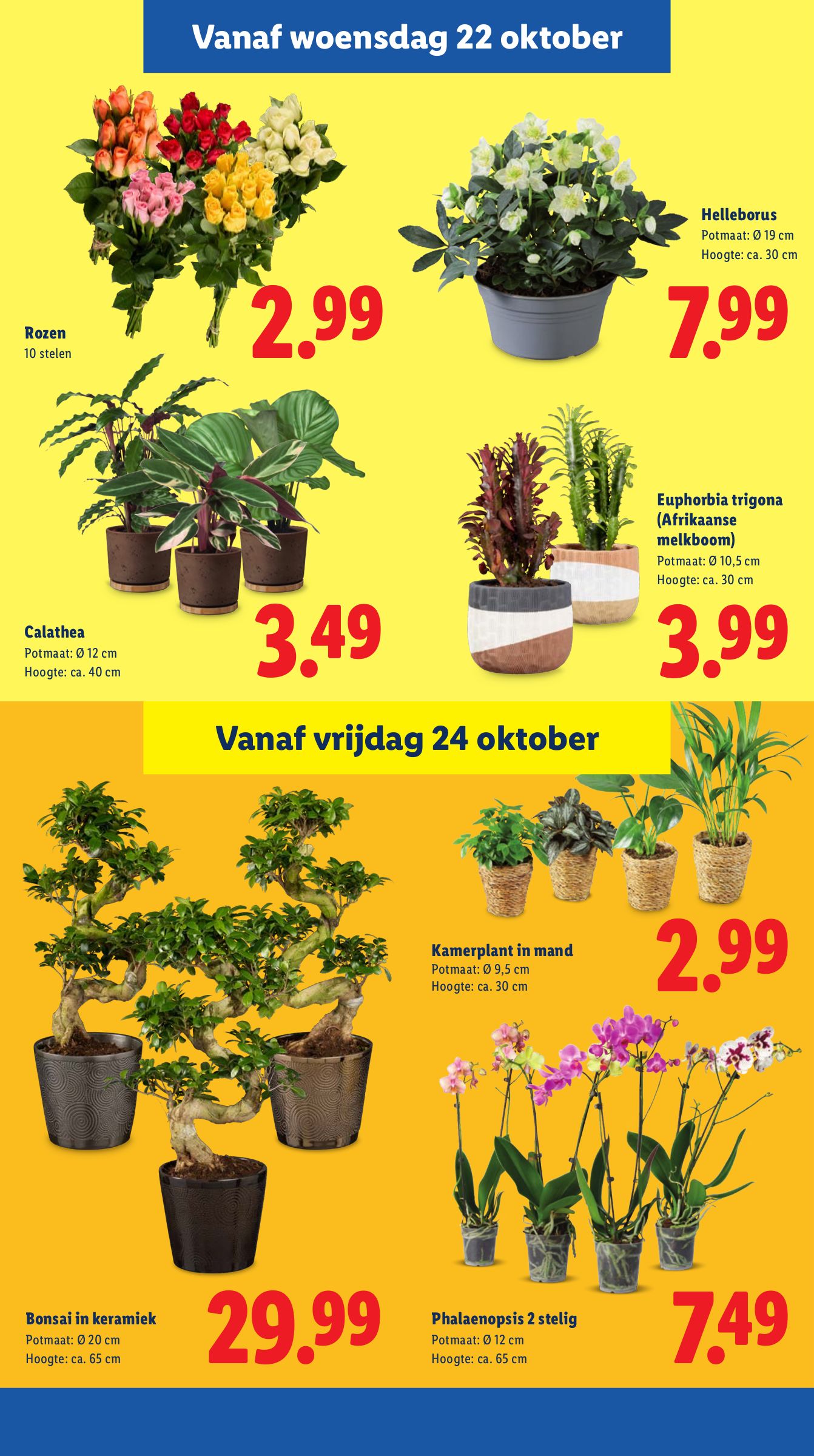 lidl - De Lidl folder geldig vanaf 20-10 t/m 26-10 - page: 23 lidl - De Lidl folder geldig vanaf 20-10 t/m 26-10 - page: 23