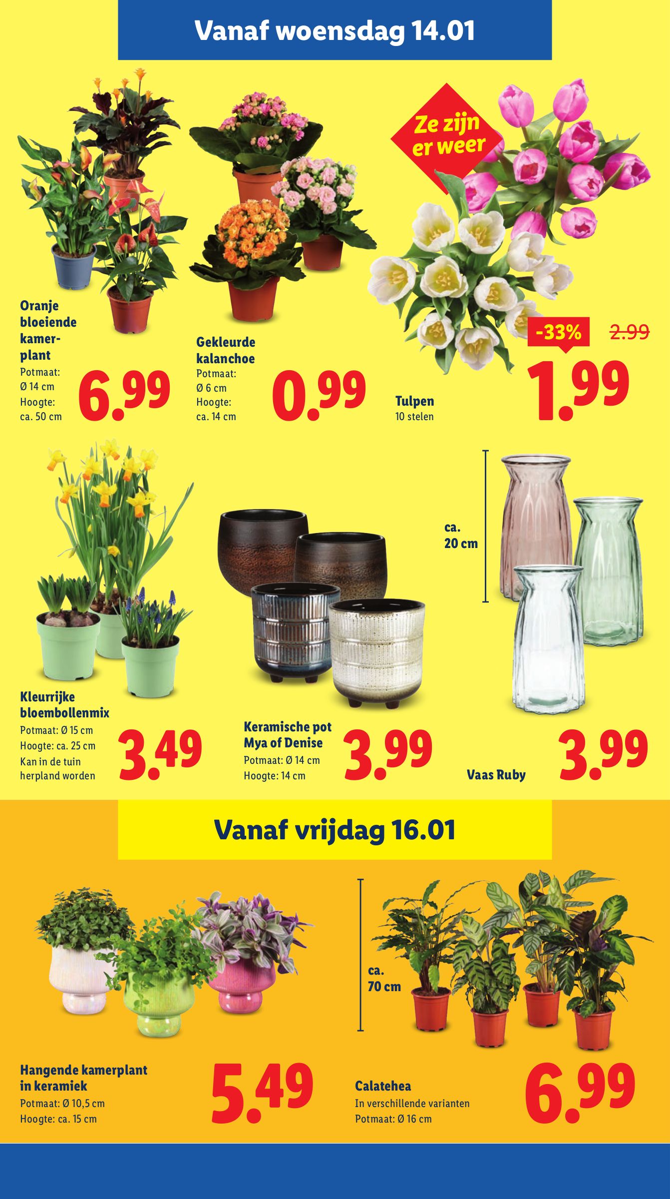 lidl - De Lidl folder geldig vanaf 12-01 t/m 18-01 - page: 21