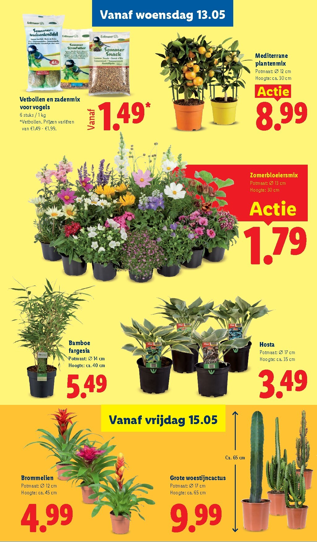 lidl - Lidl folder voor volgende week van maandag 11-05-2026 tot zondag 17-05-2026 - page: 31