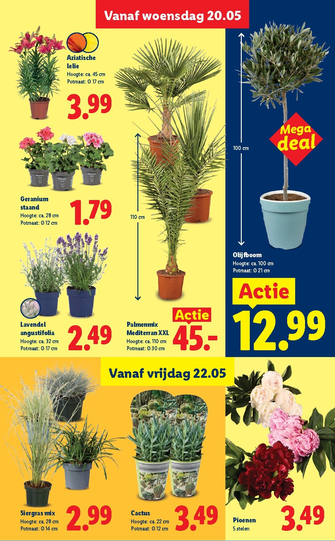 lidl - Lidl folder voor volgende week van maandag 18-05-2026 tot zondag 24-05-2026 - page: 29