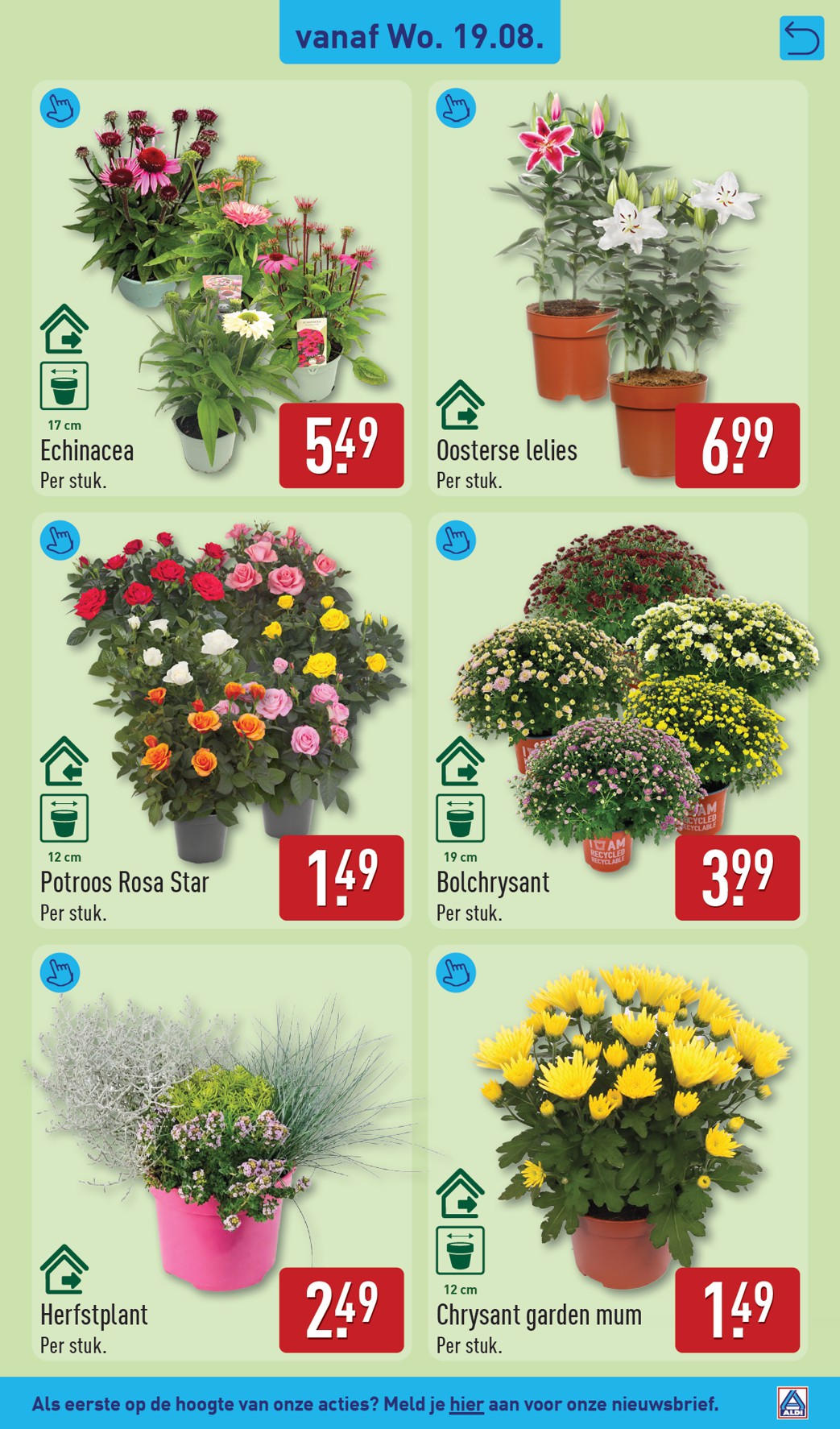 aldi - ALDI folder voor volgende week van maandag 17-08-2026 tot zondag 23-08-2026 - page: 31