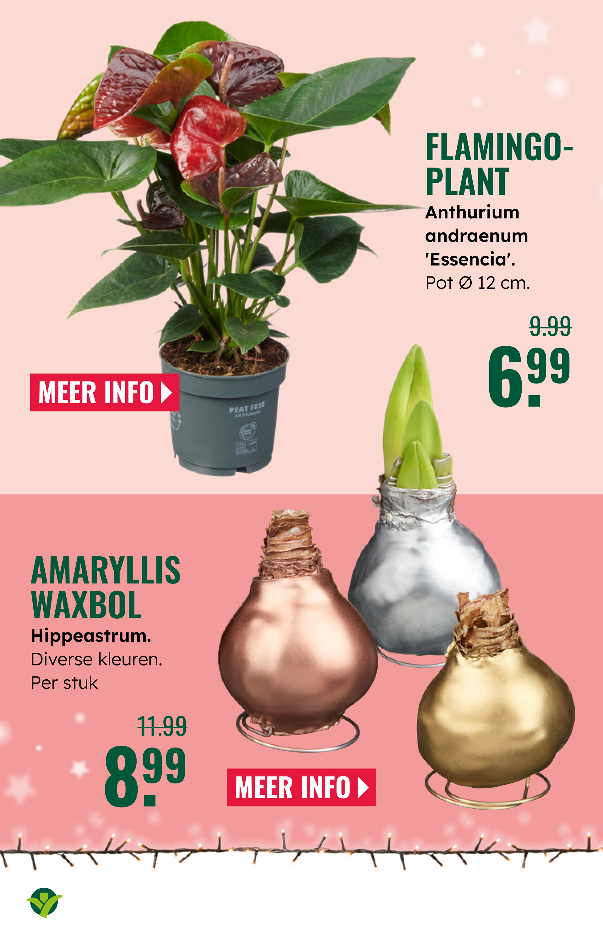 groenrijk - De GroenRijk folder geldig vanaf 19-11 t/m 25-11 - page: 4