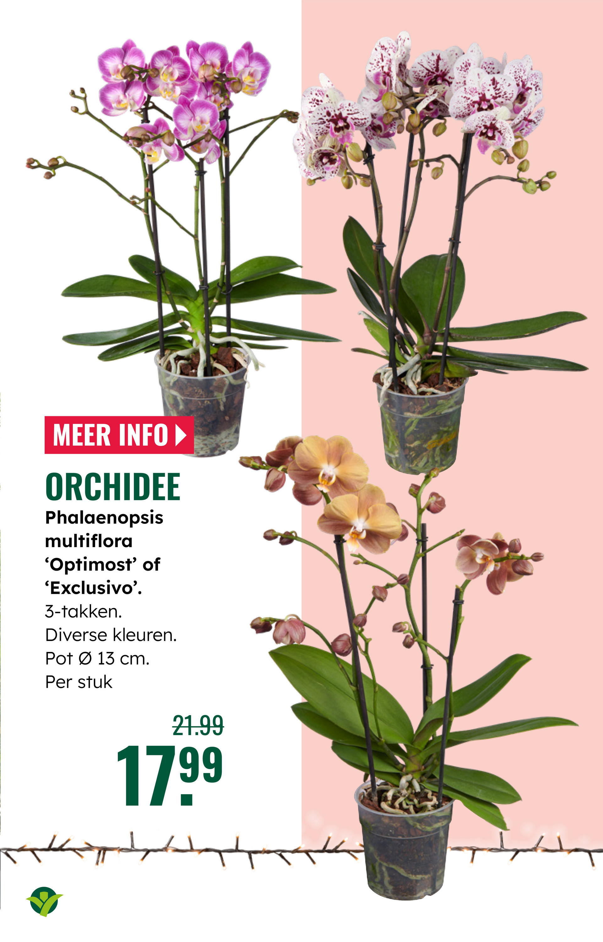 groenrijk - De GroenRijk folder geldig vanaf 19-11 t/m 25-11 - page: 3