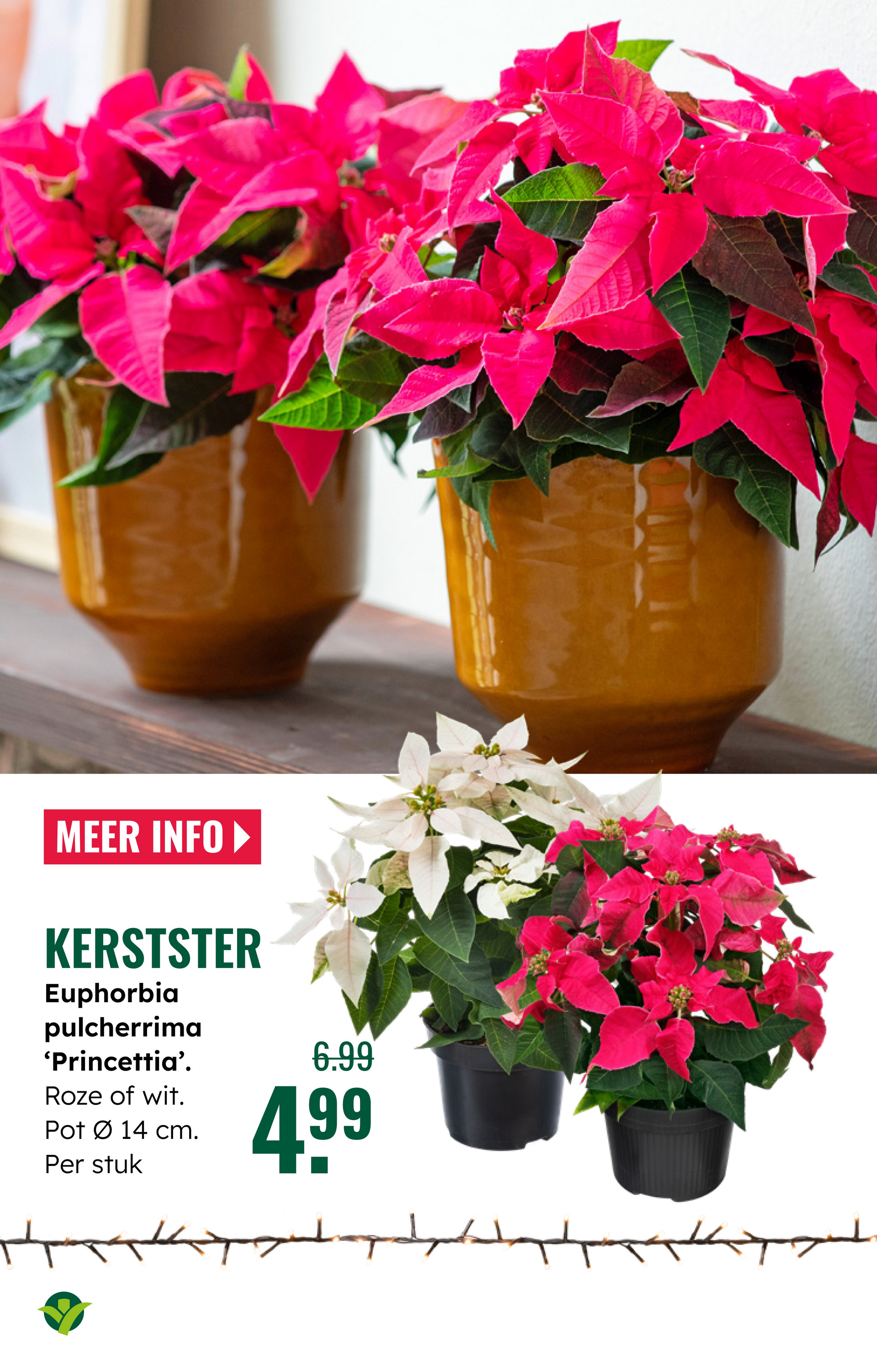 groenrijk - De GroenRijk folder geldig vanaf 03-12 t/m 09-12 - page: 17