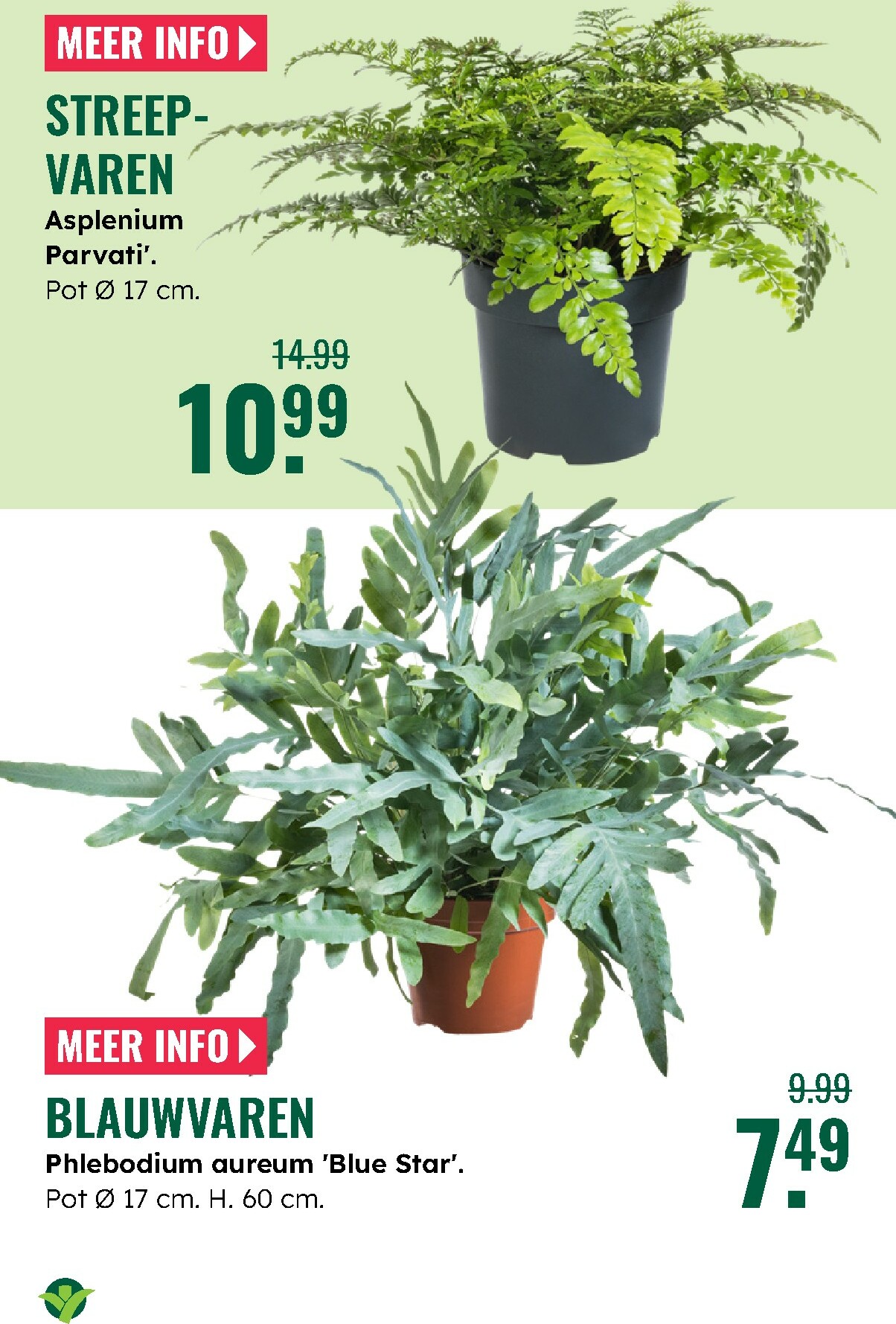 groenrijk - De GroenRijk folder geldig vanaf 27-12 t/m 07-01 - page: 19