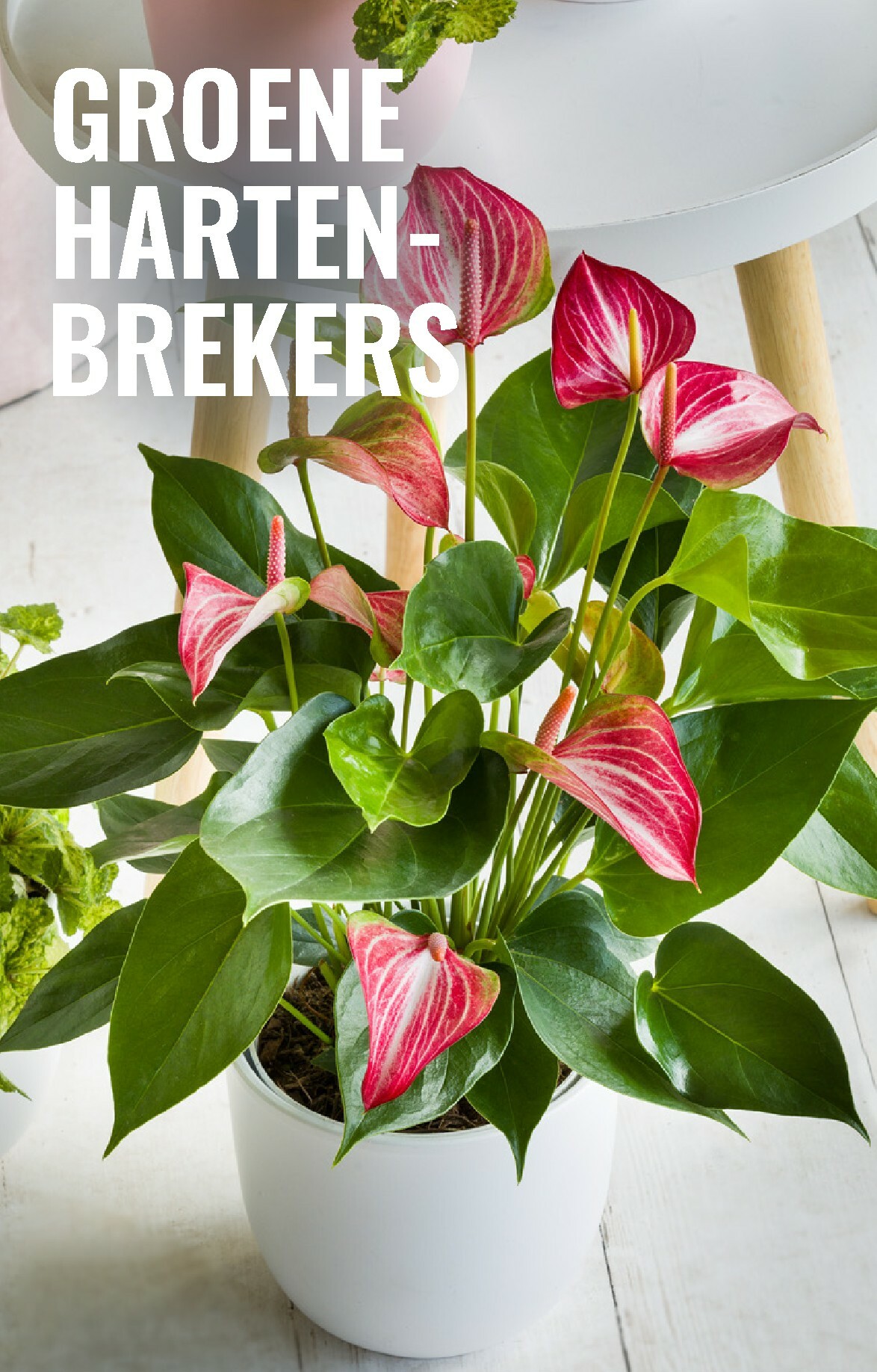 groenrijk - De GroenRijk folder geldig vanaf 12-02-2026 t/m 18-02-2026 - page: 13