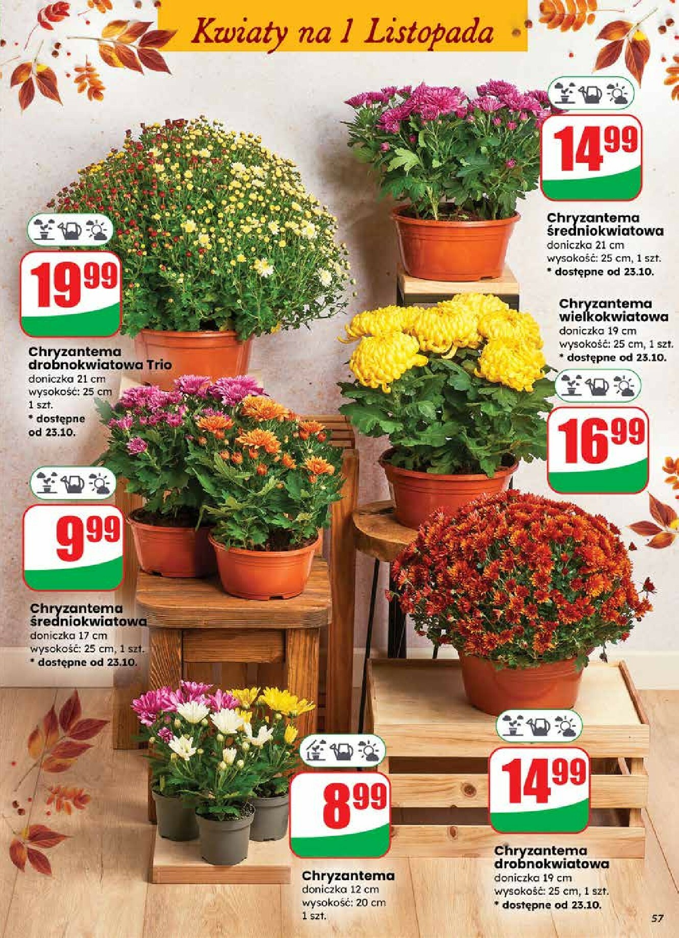 dino - Gazetka Dino - ważna od 22.10. do 28.10. - page: 57 dino - Gazetka Dino - ważna od 22.10. do 28.10. - page: 57
